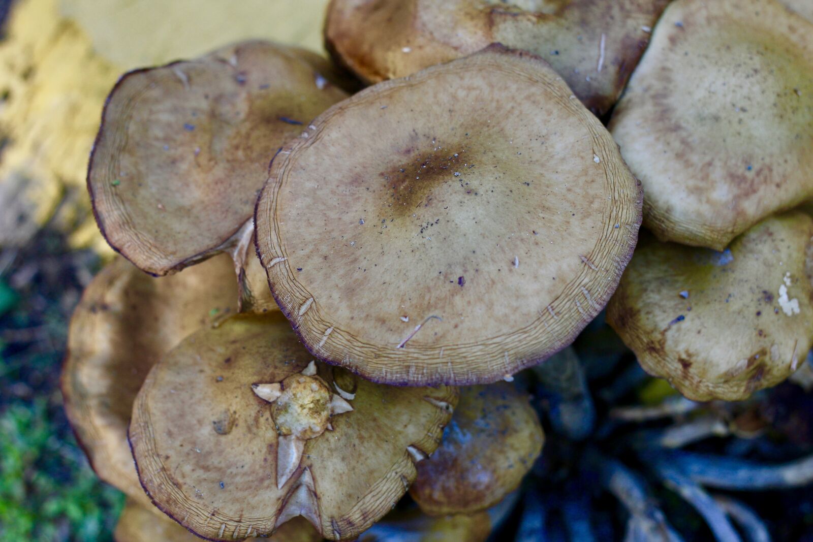 Canon EOS 550D (EOS Rebel T2i / EOS Kiss X4) sample photo. Mushrooms, season, nature photography