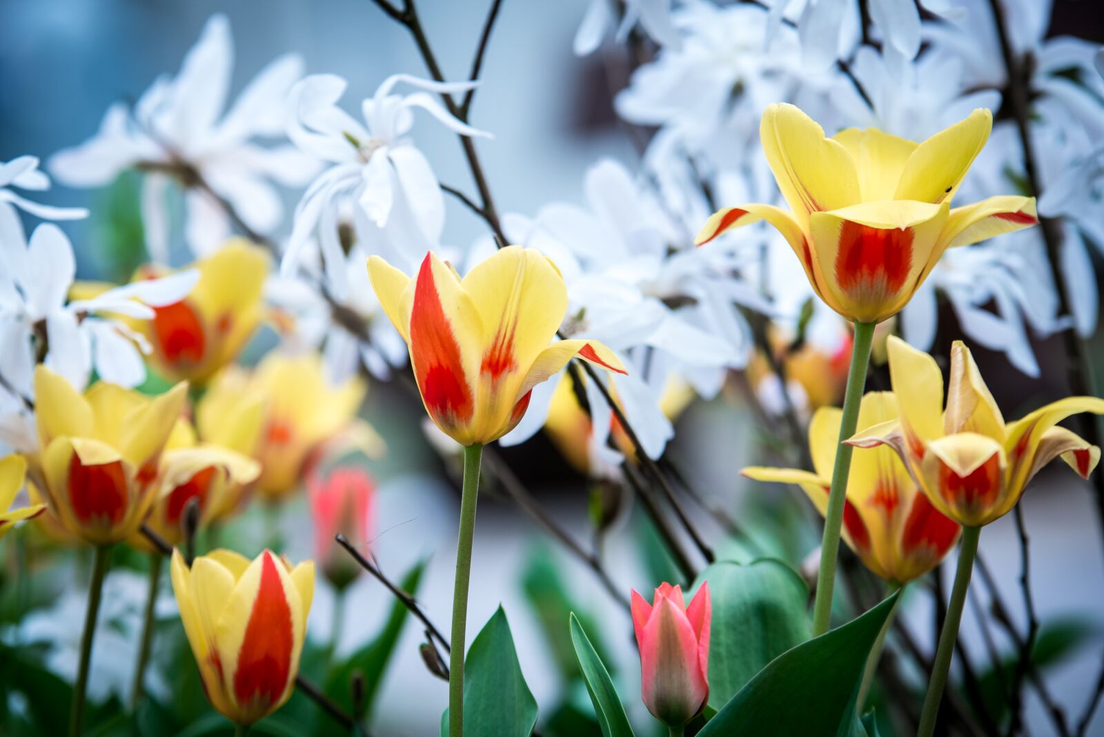 Nikon D750 sample photo. Spring, tulips, young drove photography