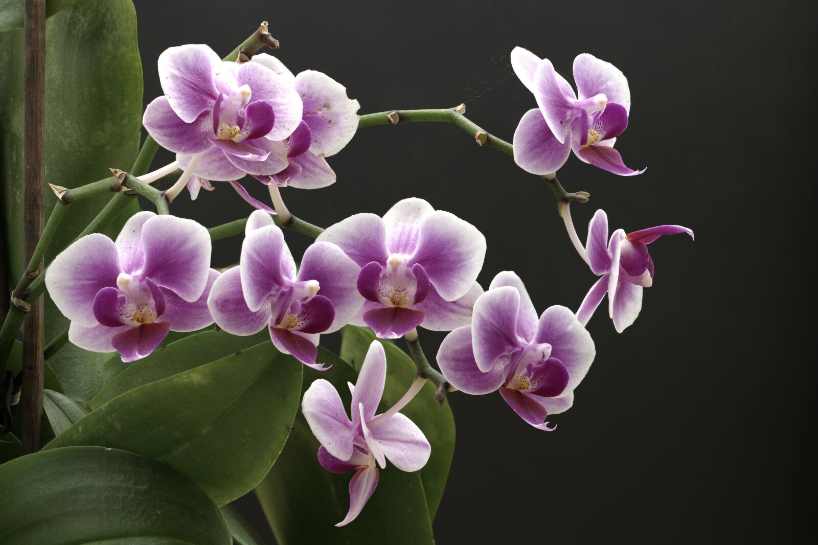 Nikon D850 sample photo. Orchid, flower, macro photography