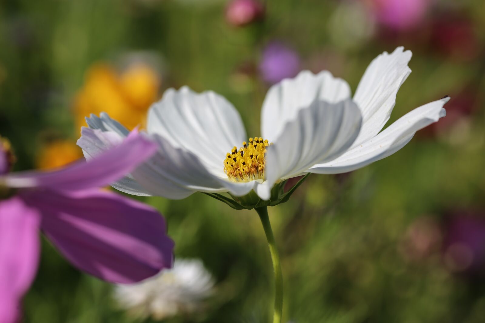 Canon EF 100mm F2.8L Macro IS USM sample photo. Flower, blossom, bloom photography