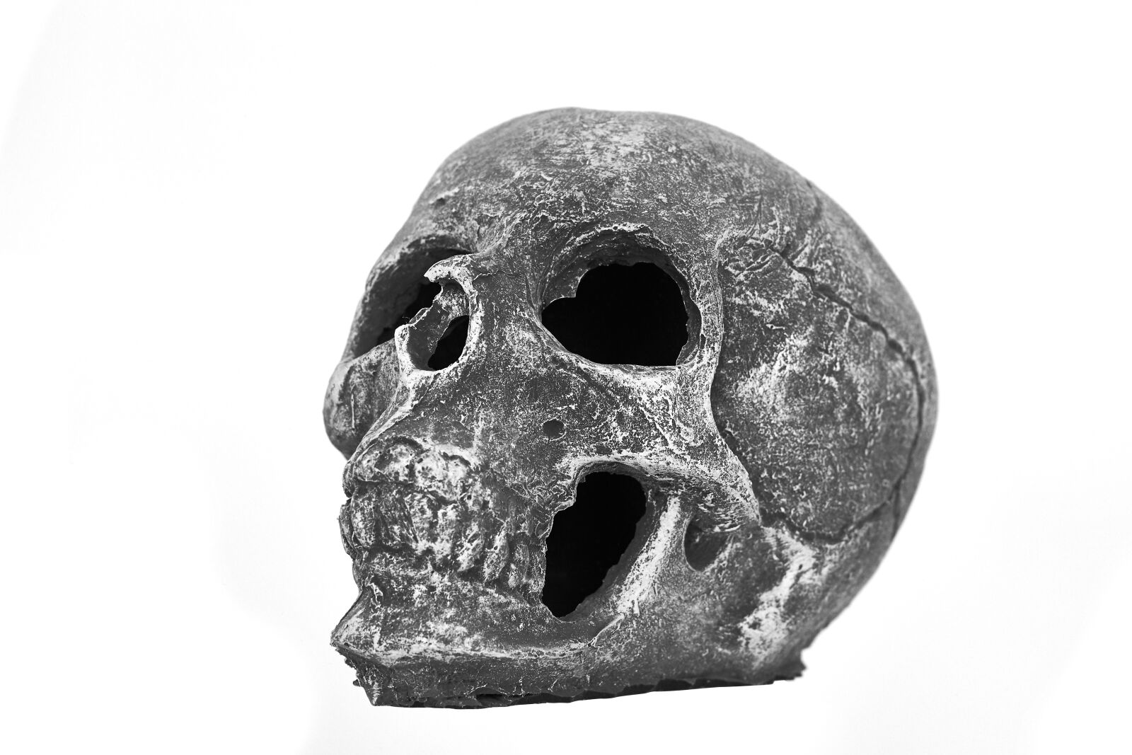 Sigma 85mm F1.4 DG HSM Art sample photo. Dry head, skeleton, horror photography