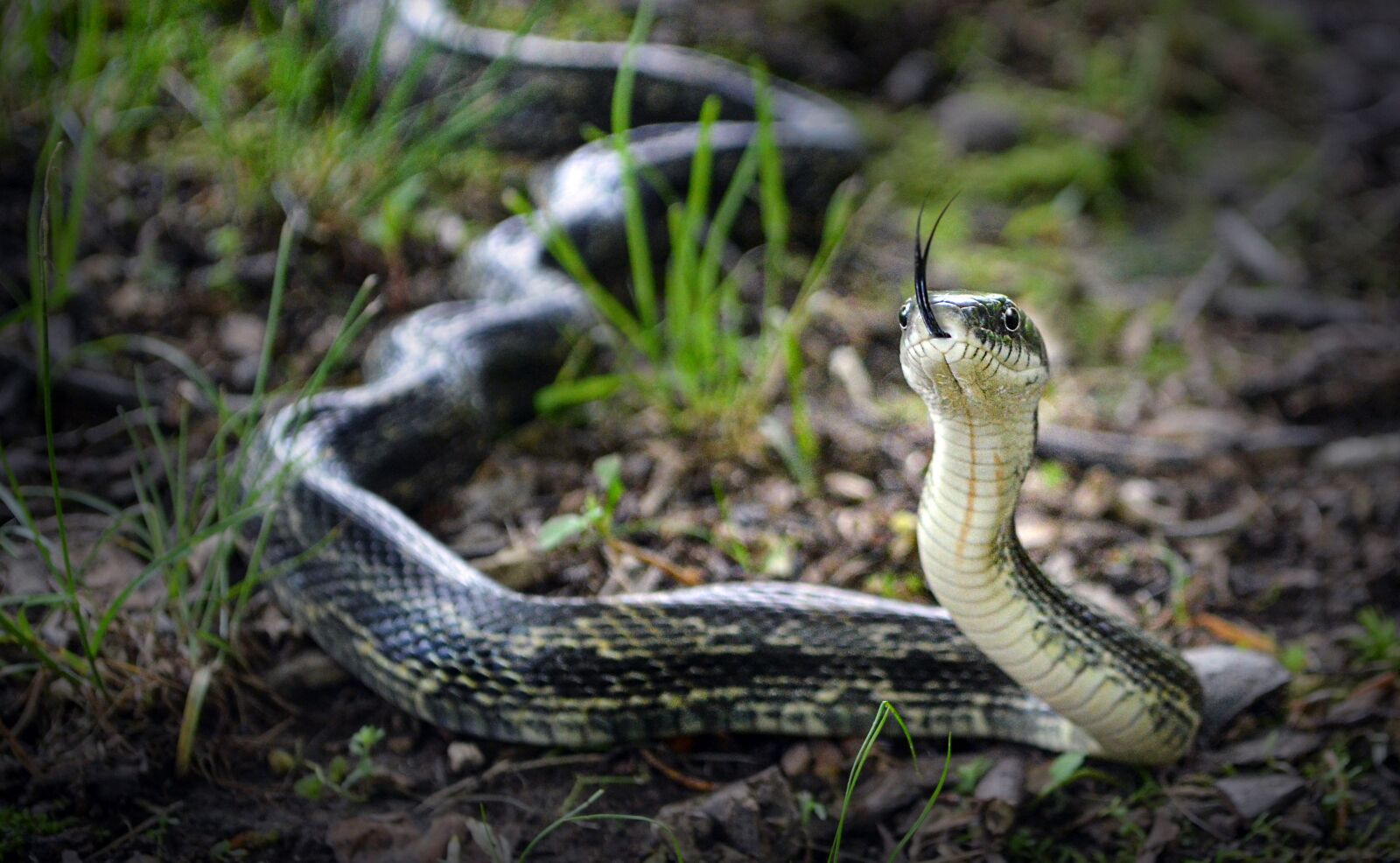 Nikon D5100 sample photo. Snake, nature, slither photography