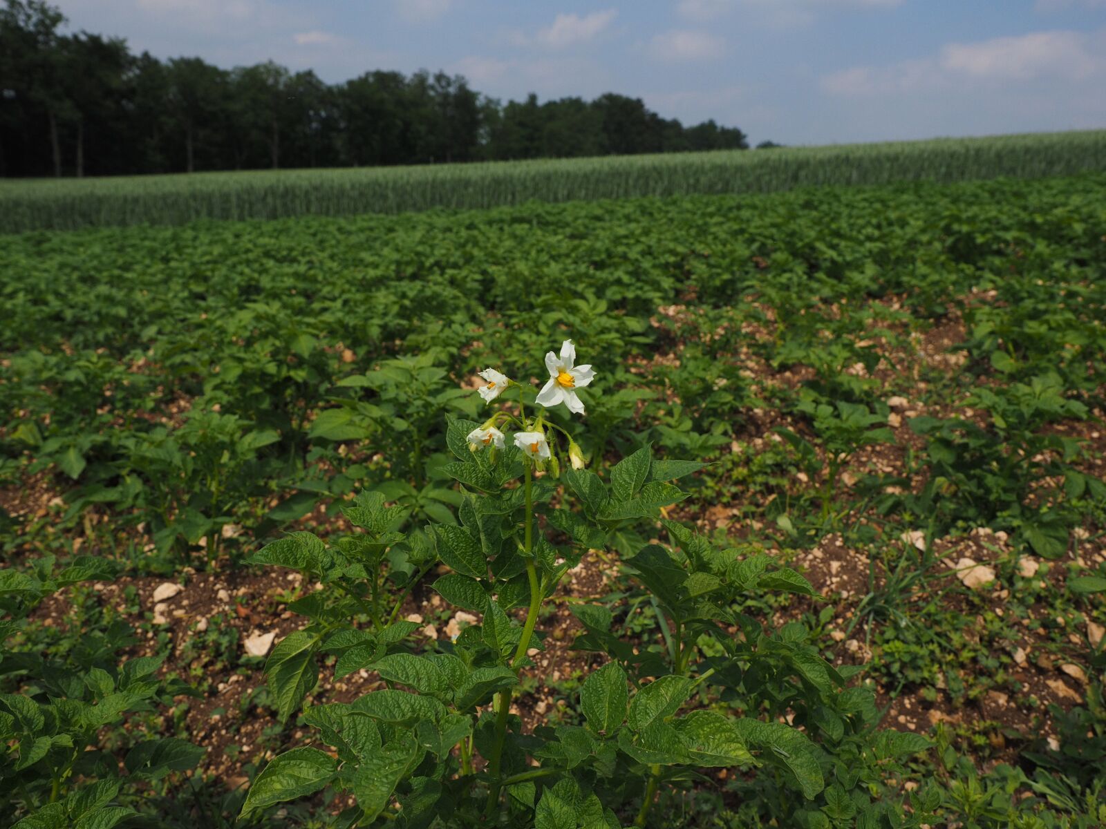 Olympus OM-D E-M1 + Olympus M.Zuiko Digital ED 12-40mm F2.8 Pro sample photo. Potato field, potato blossom photography