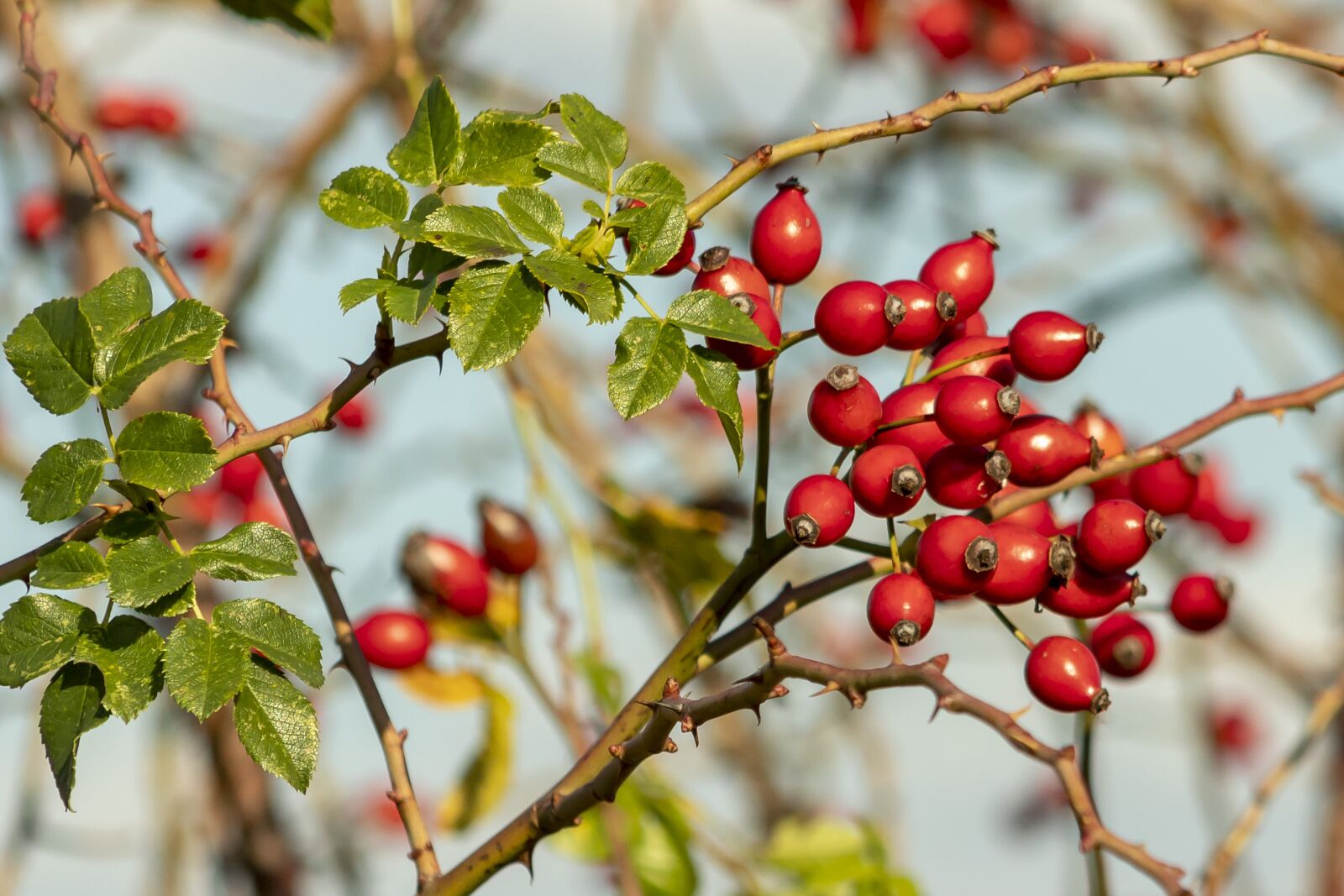 Canon EF75-300mm f/4-5.6 sample photo. Wildflower, rosehips, brian photography