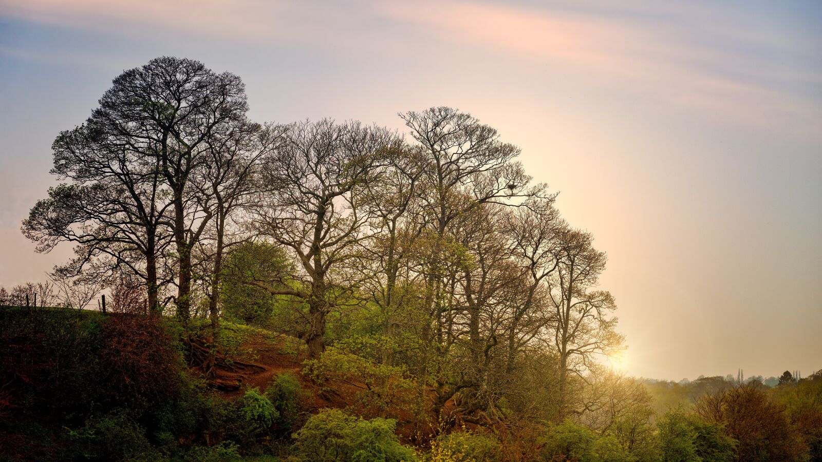Sony a7 II + DT 70-200mm F4 SAM sample photo. Trees, kahl, sunset photography