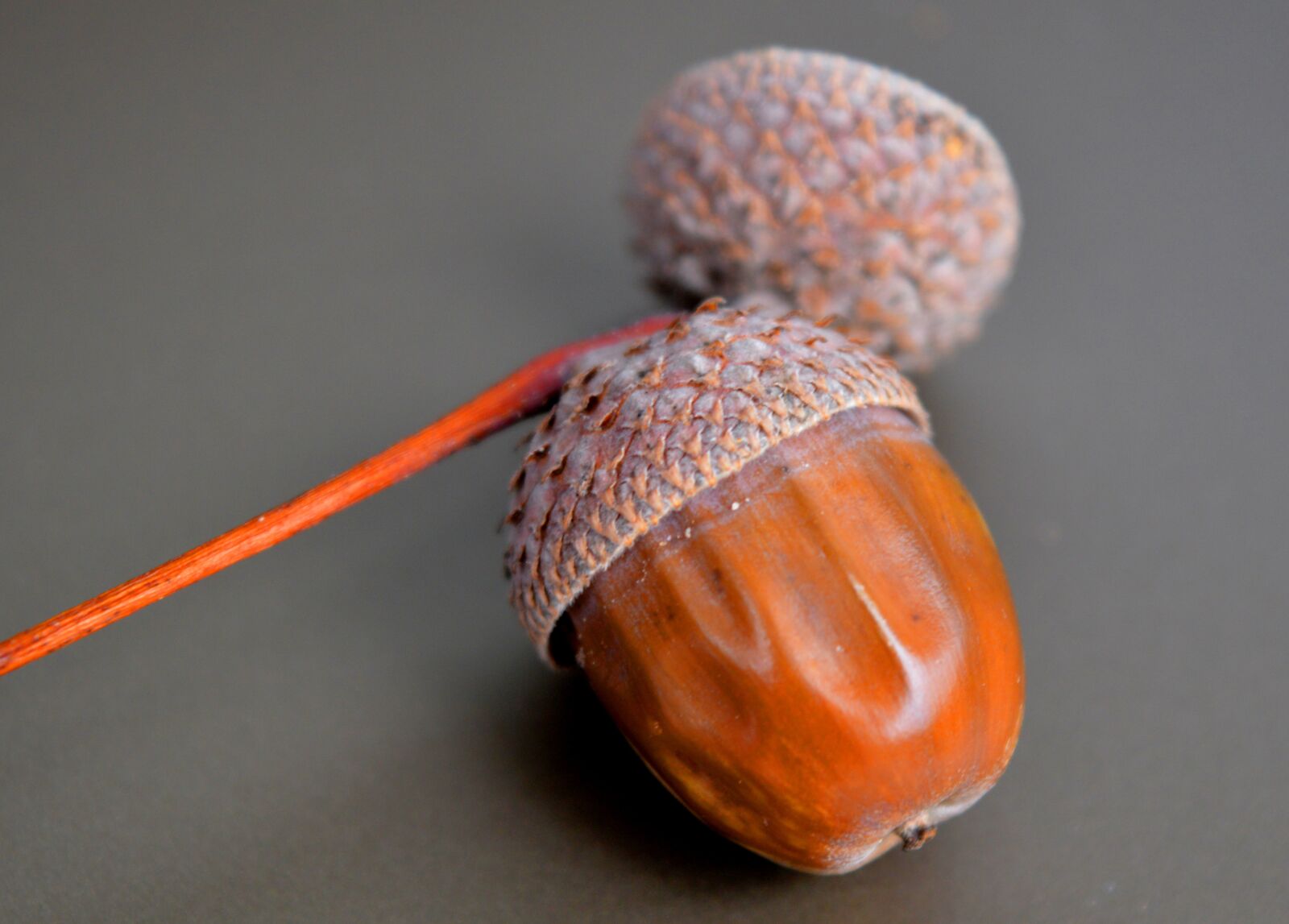 Nikon D3200 sample photo. Acorn, nut fruit of photography