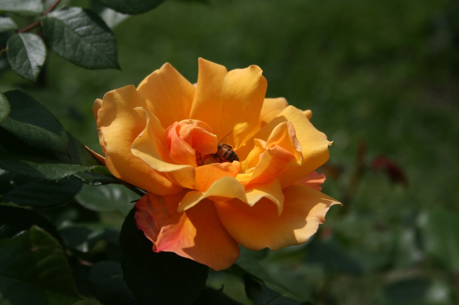 Canon EOS 400D (EOS Digital Rebel XTi / EOS Kiss Digital X) sample photo. Rose, flower, blossom photography