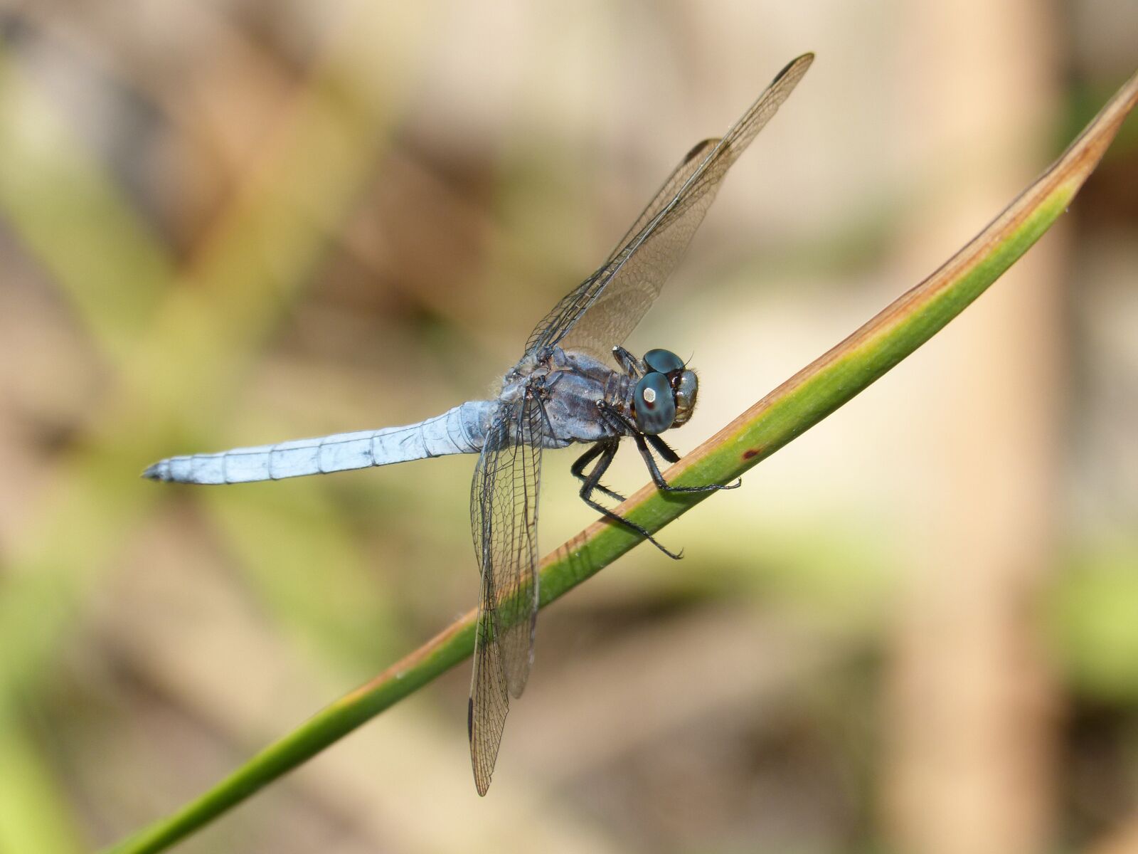 Panasonic DMC-FZ62 sample photo. Dragonfly, orthetrum brunneum, blue photography