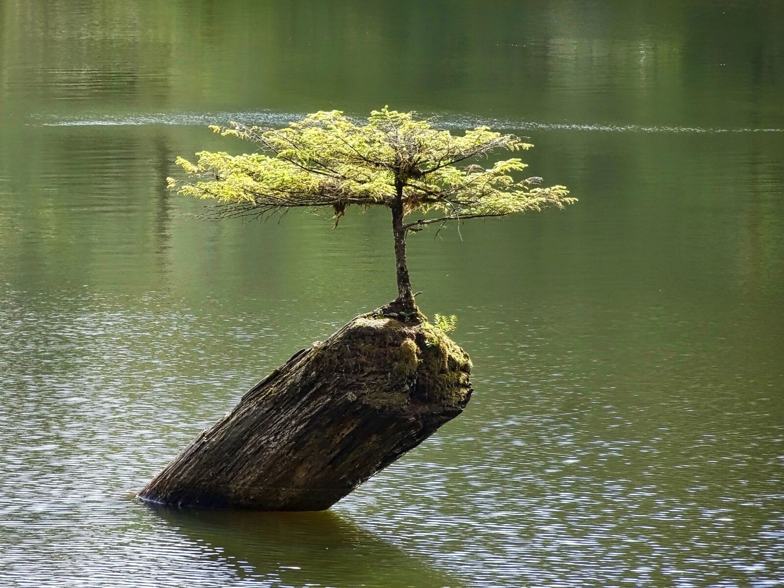 Sony Cyber-shot DSC-HX90V sample photo. Tree, bonsai, botany photography