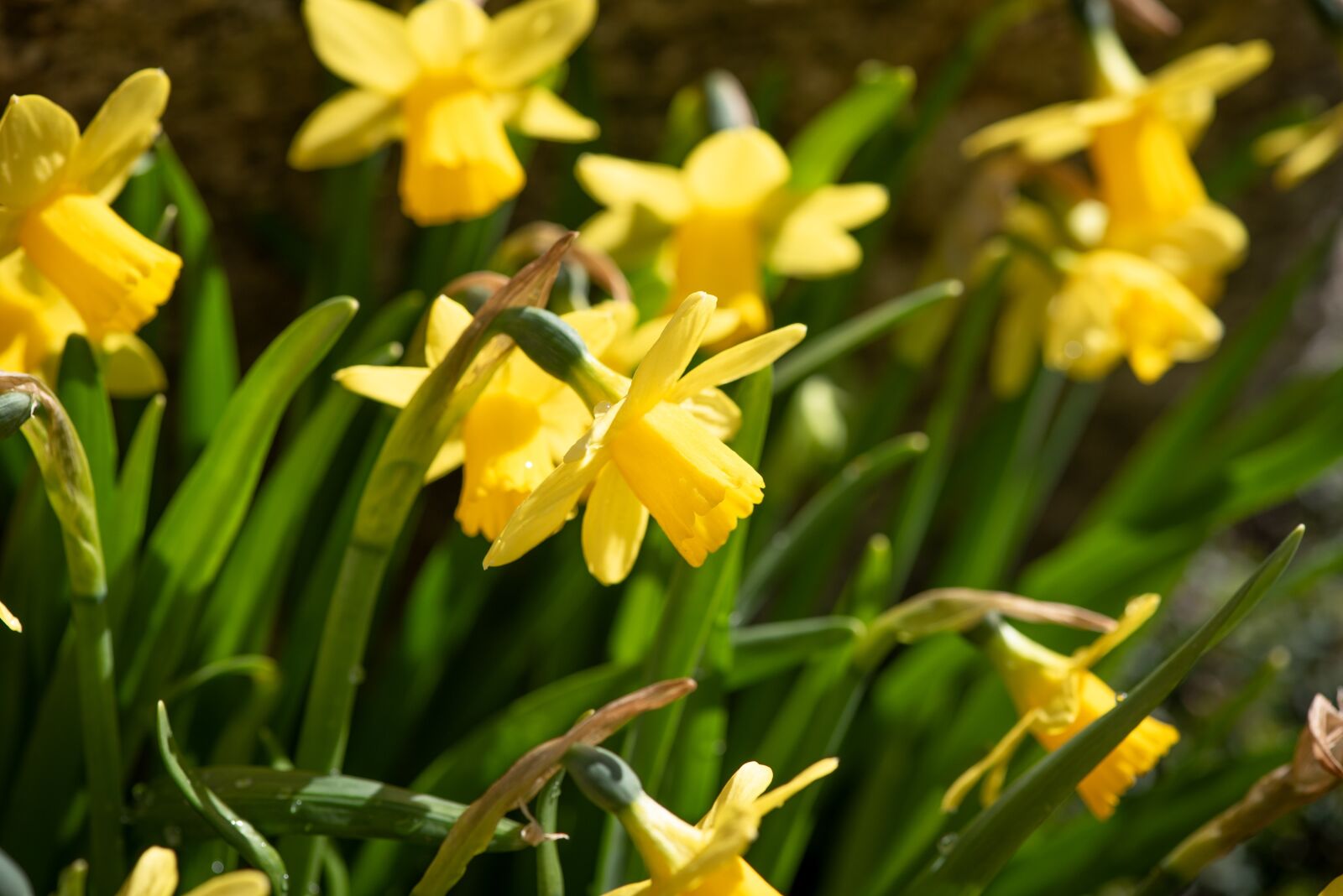 Nikon D750 sample photo. Daffodils, flowers, yellow photography