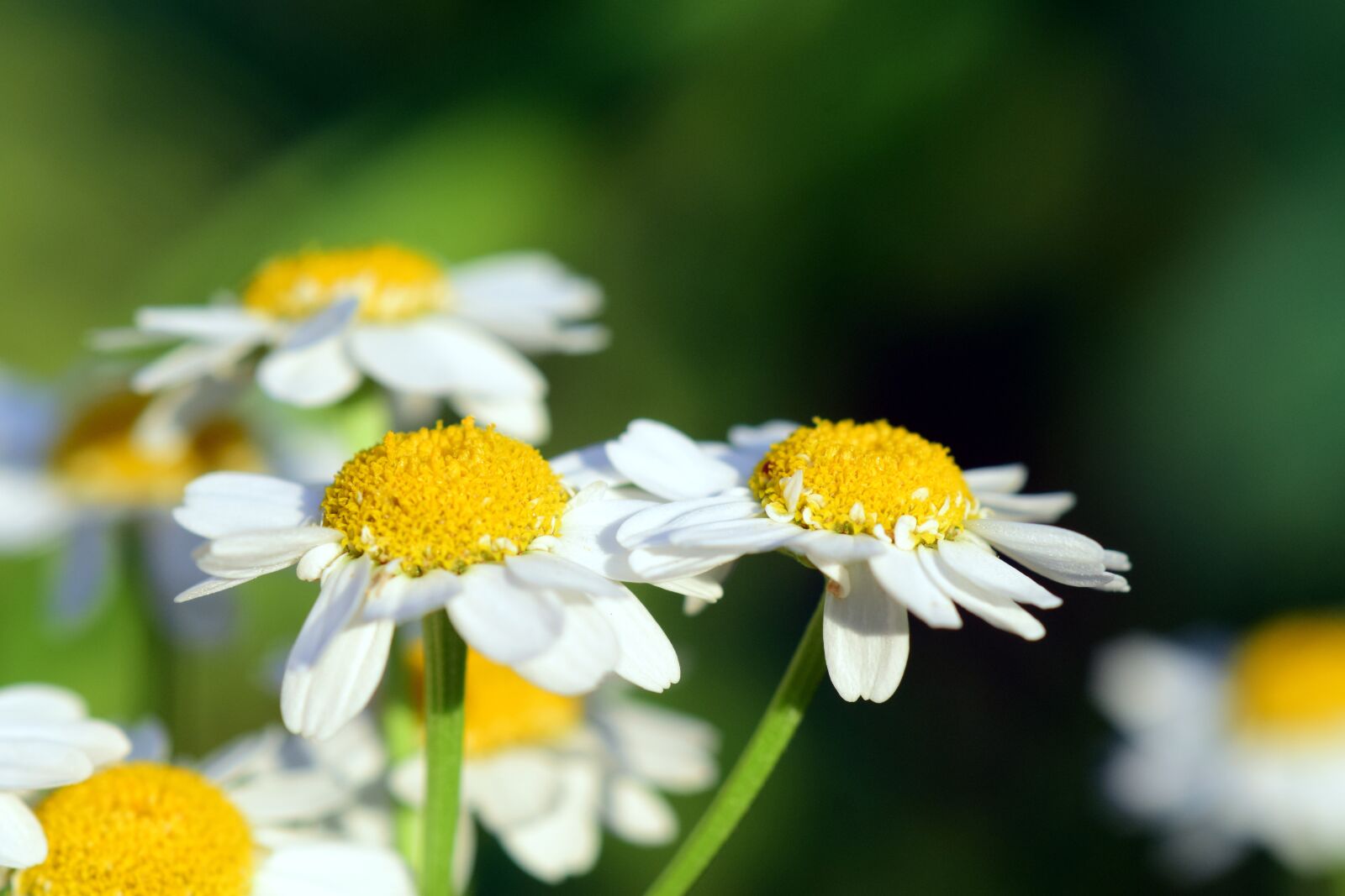 Nikon D3300 sample photo. Chamomile, chamomile flower, medicinal photography