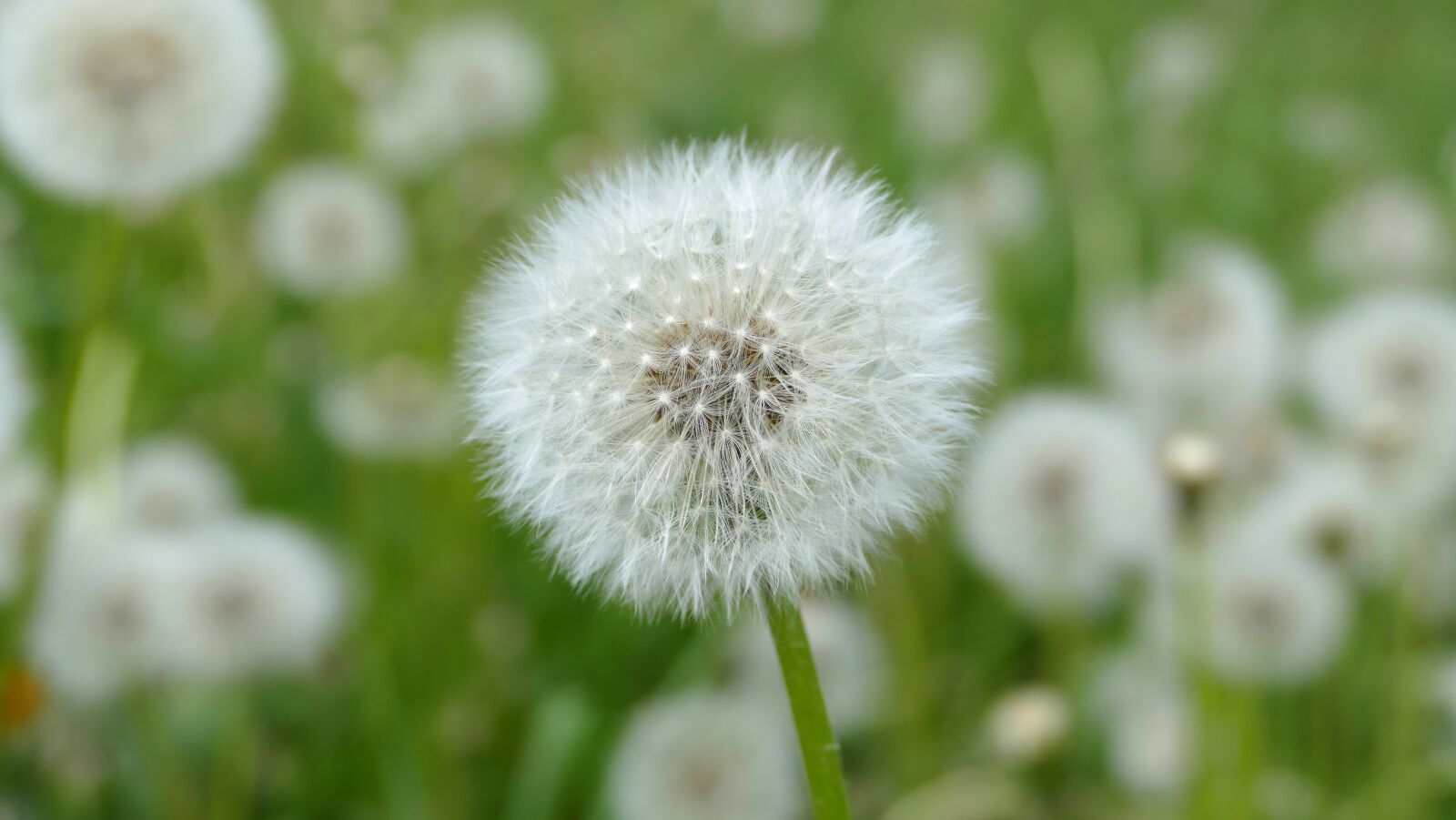 Panasonic Lumix DMC-FZ1000 sample photo. Dandelion, seeds, faded photography
