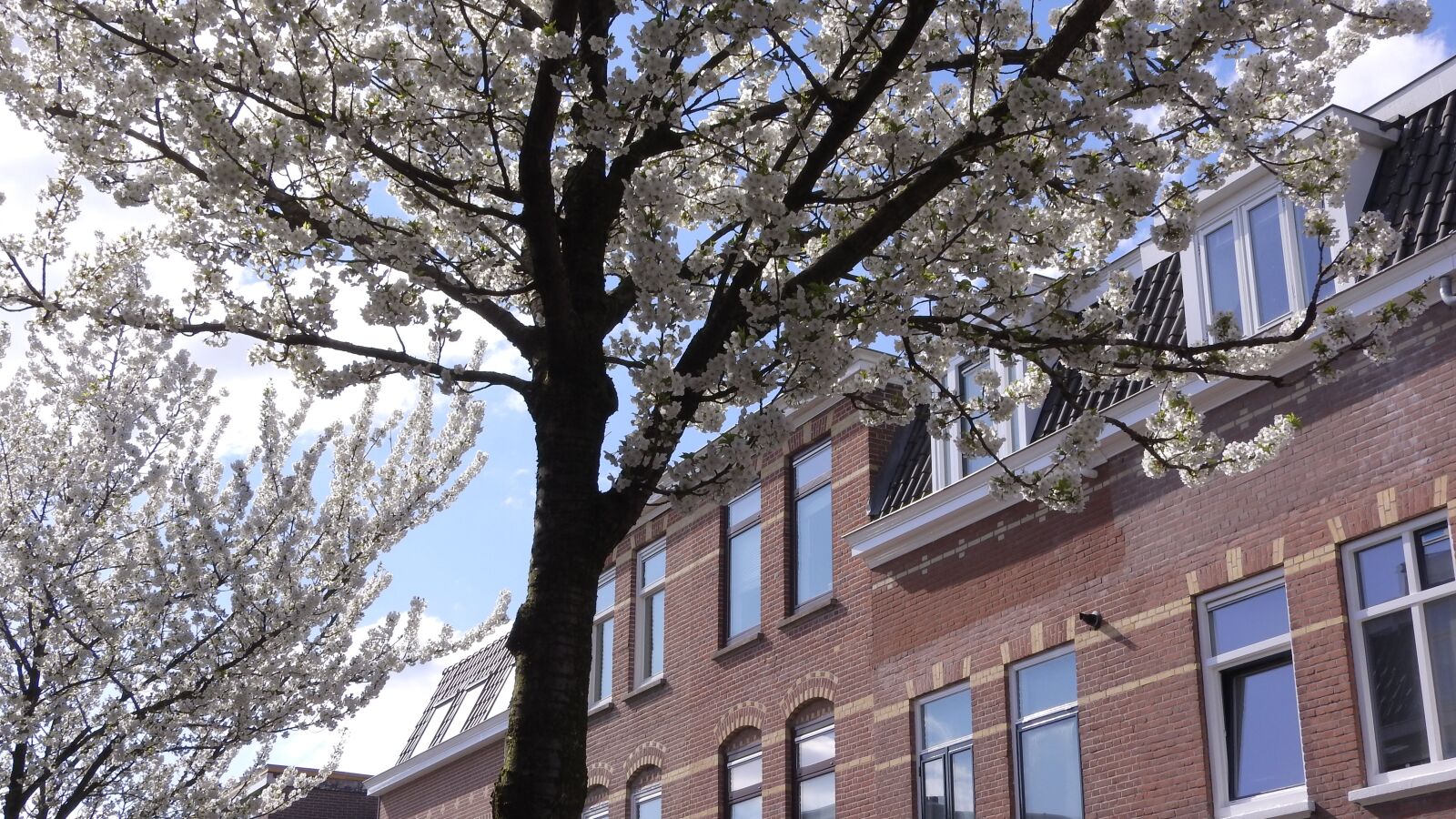 Nikon Coolpix P610 sample photo. Blooming cherries, brick house photography