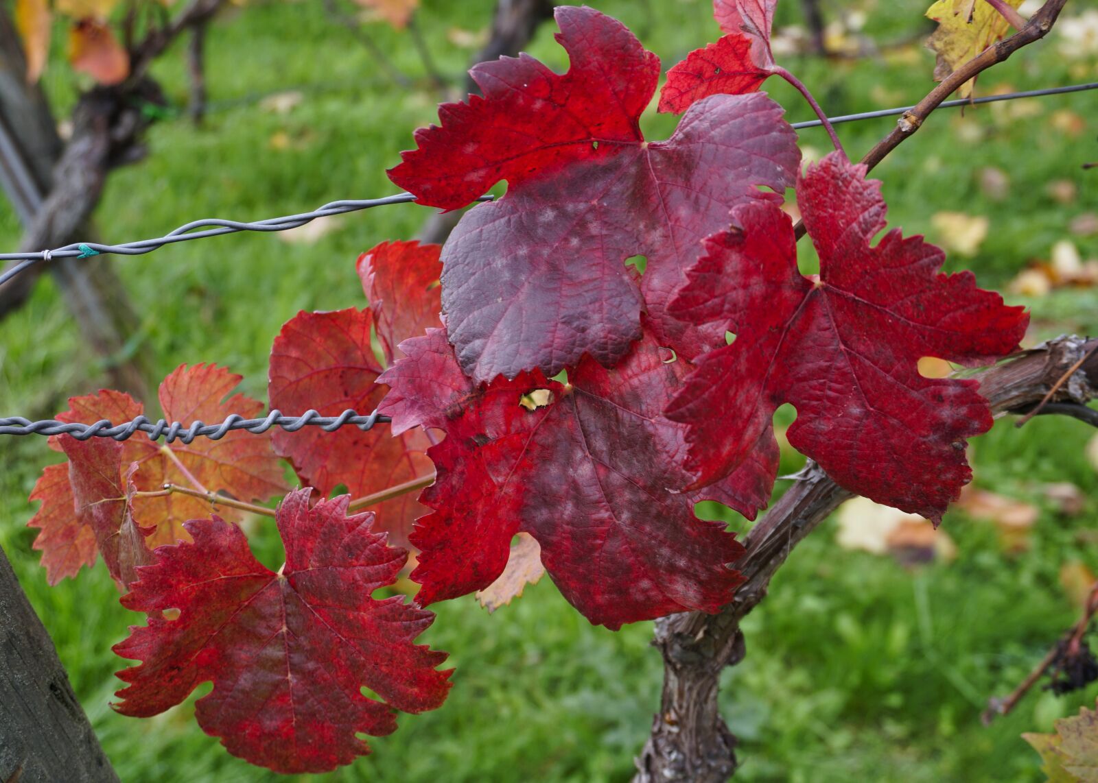 Sony a6500 + Sony E 16-50mm F3.5-5.6 PZ OSS sample photo. Vineyards, leaves, autumn photography