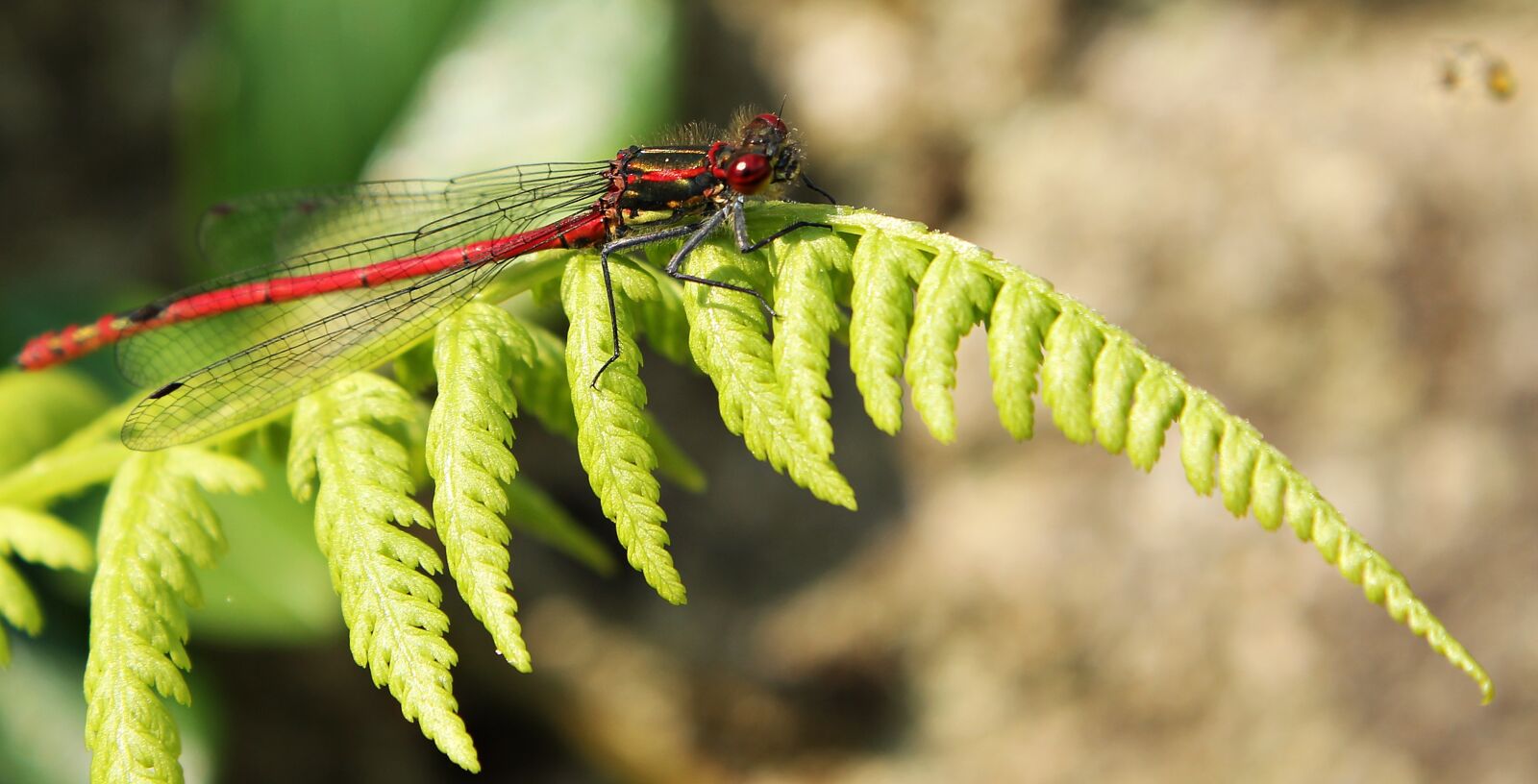 Canon EOS 550D (EOS Rebel T2i / EOS Kiss X4) sample photo. Dragonfly, red, insect photography