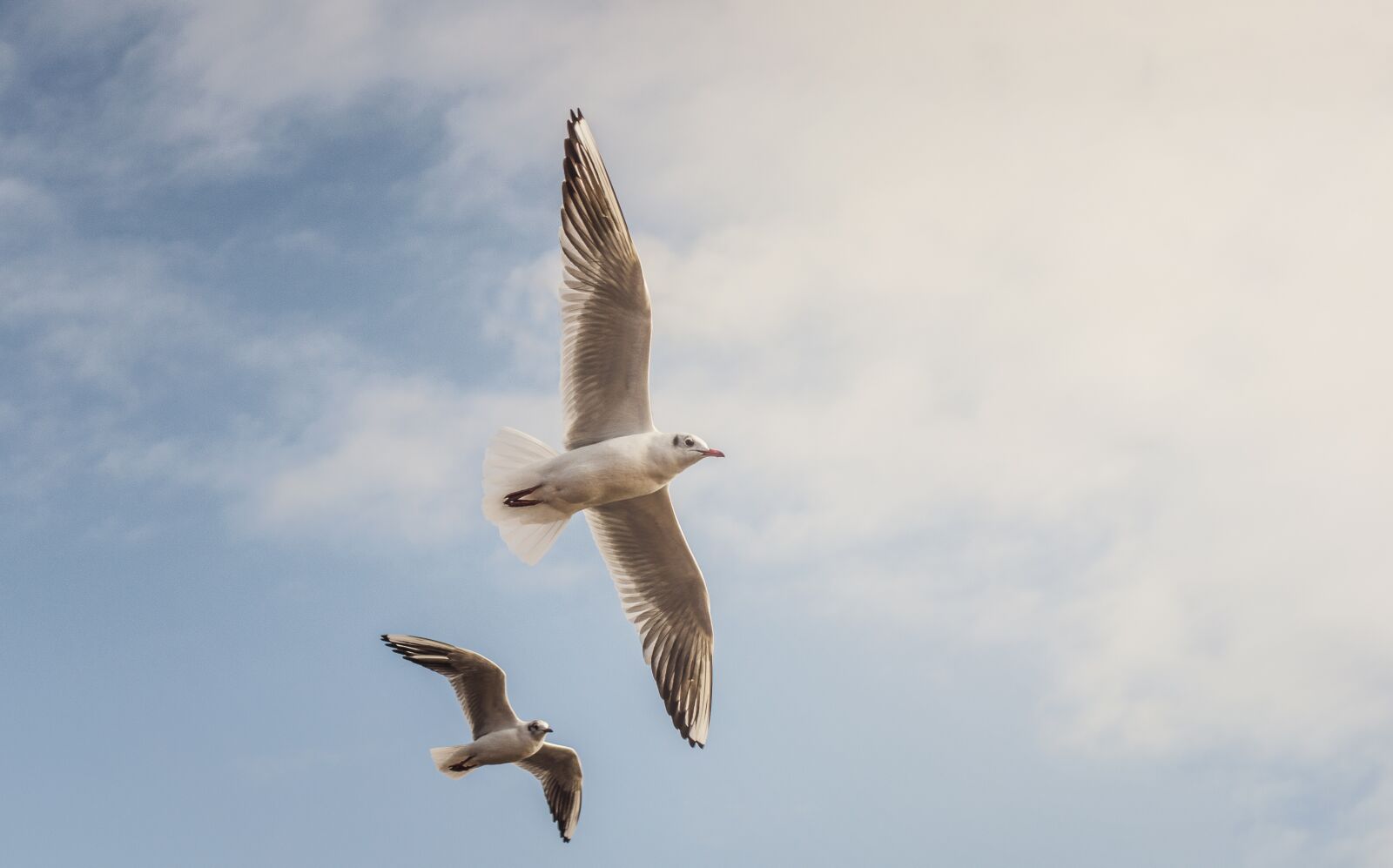 Nikon D5100 sample photo. Gulls, birds, flying photography