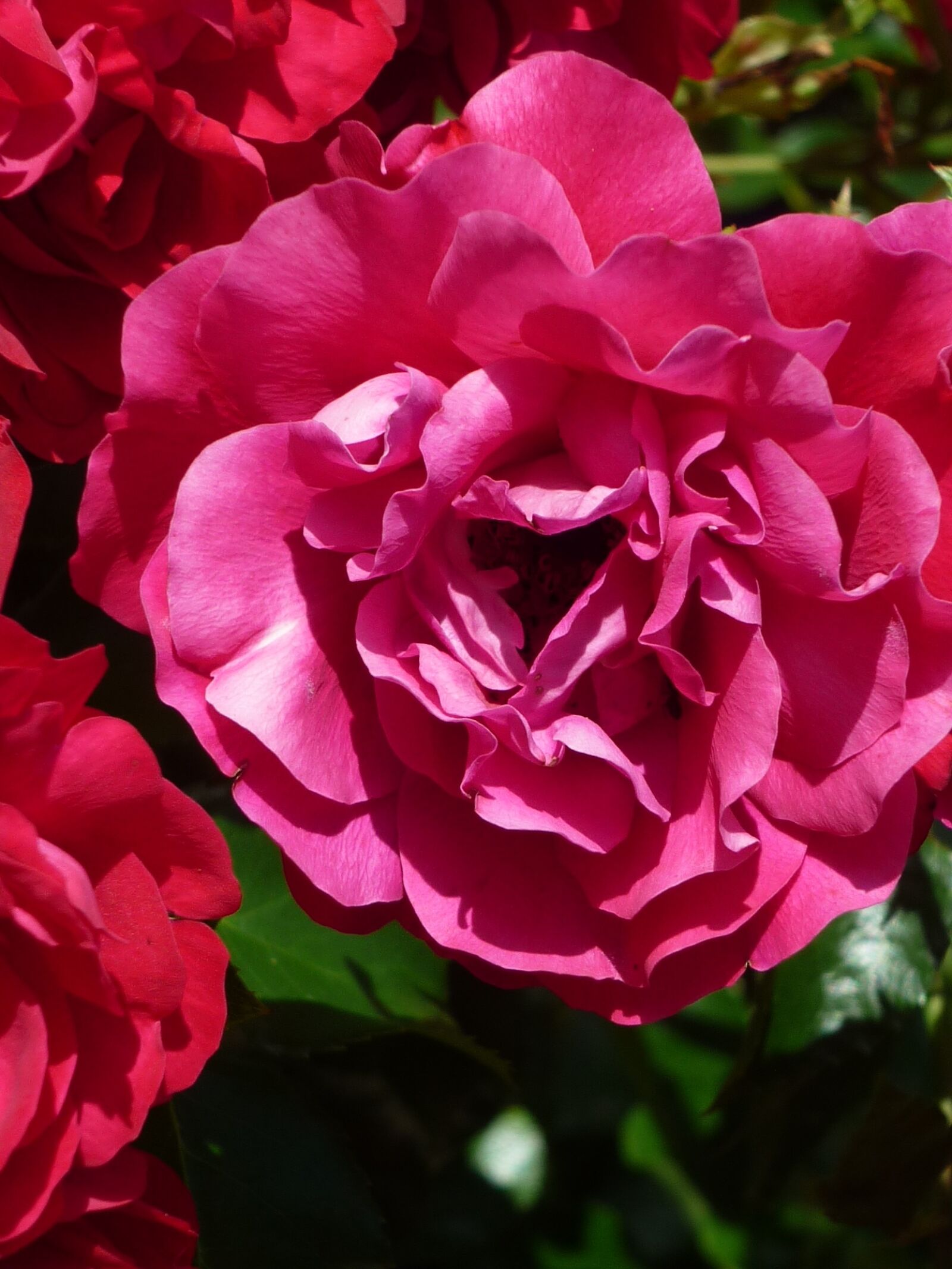 Panasonic Lumix DMC-FS6 sample photo. Rose, pink, popular photo photography