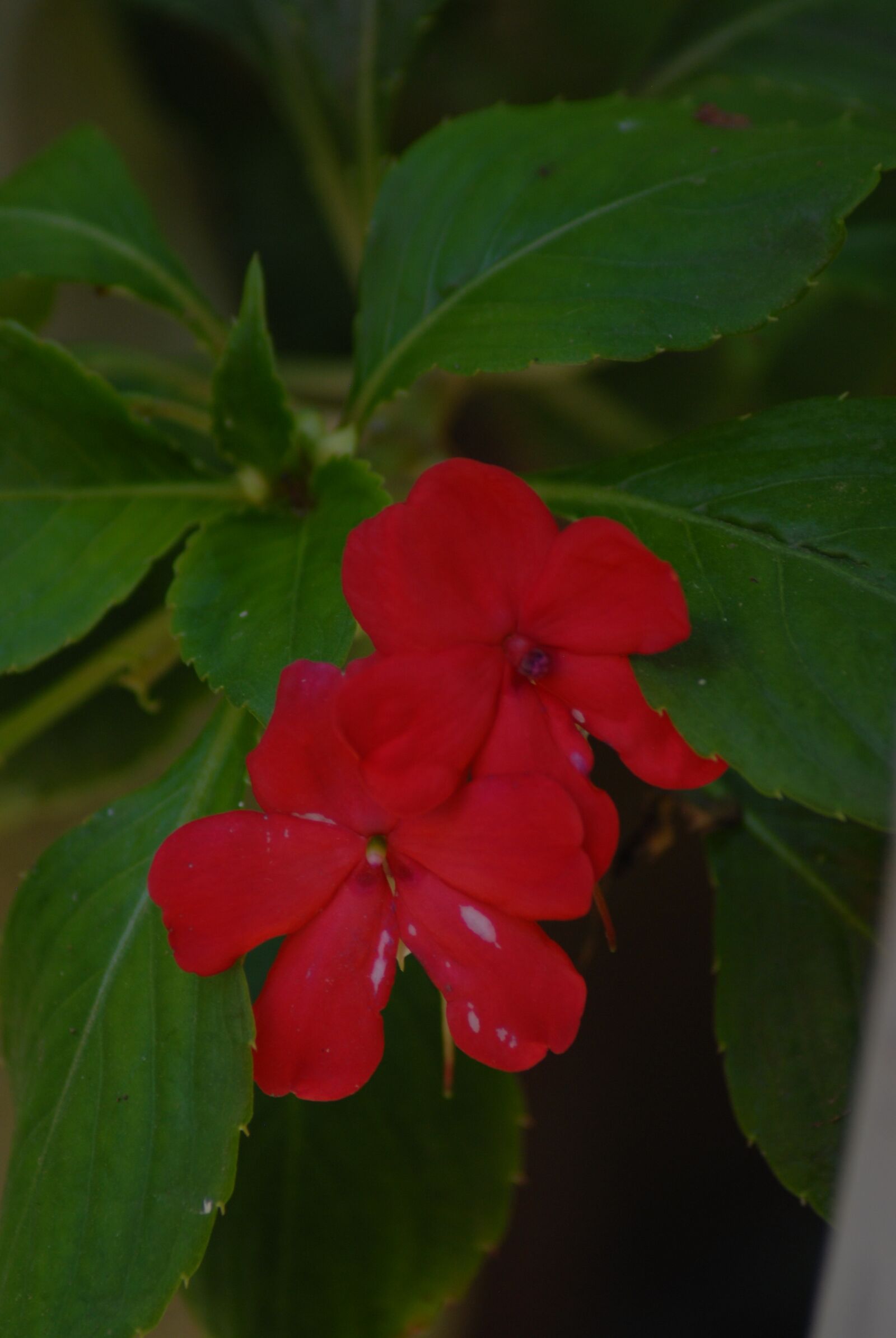 Nikon D200 sample photo. Flower regional, red, petals photography