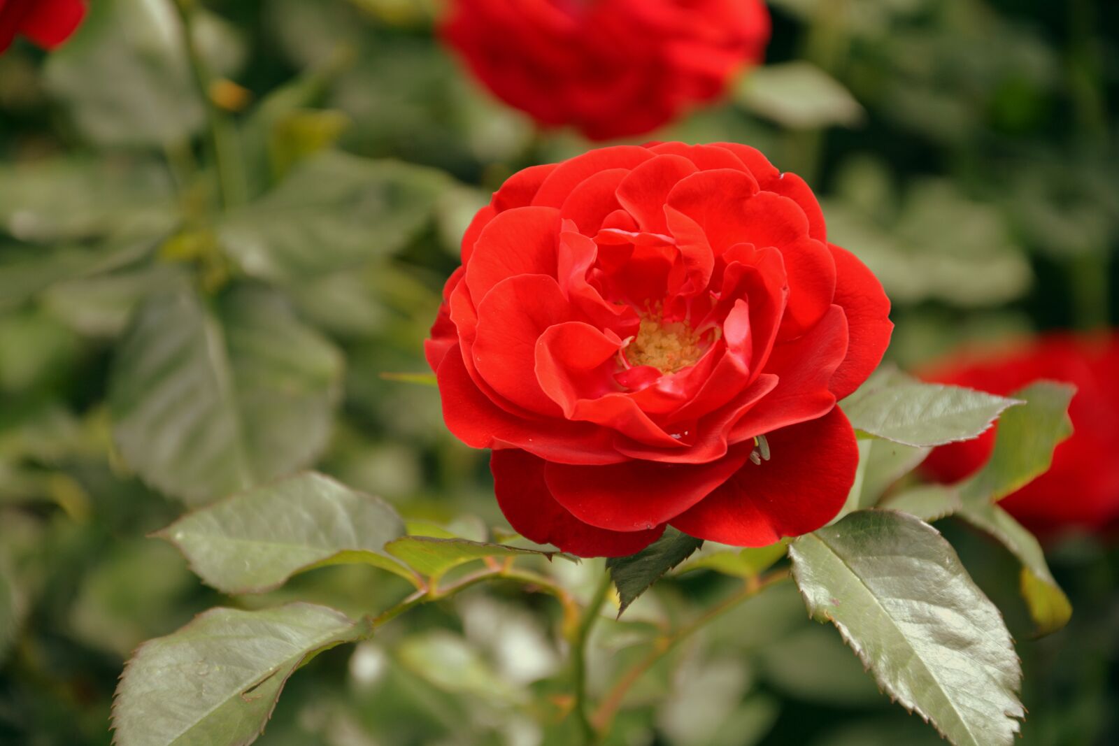 Nikon D7100 sample photo. Flower, beauty, tenderness photography