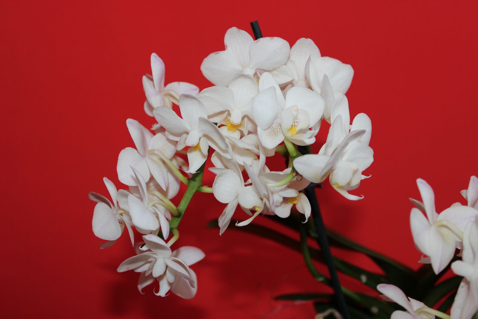 Canon EOS 600D (Rebel EOS T3i / EOS Kiss X5) sample photo. Orchid, flower, nature photography