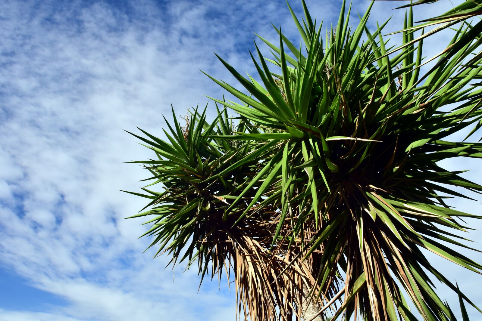 Nikon D3300 sample photo. Palm, sky, vacations photography