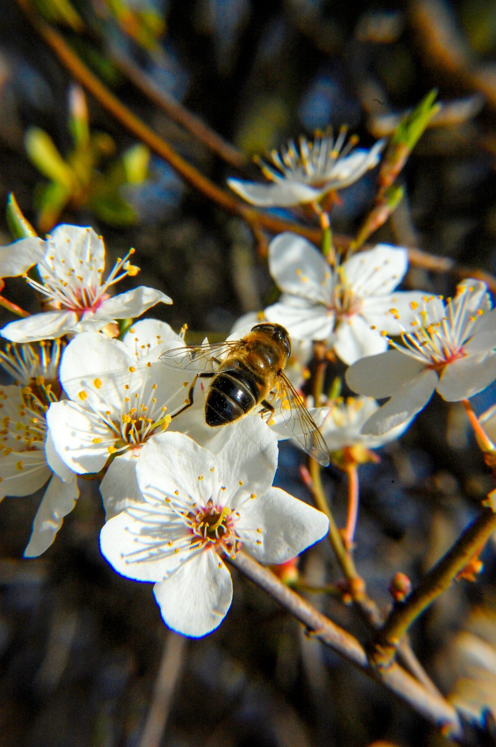 Nikon D40 sample photo. Bee, flower, nectar photography