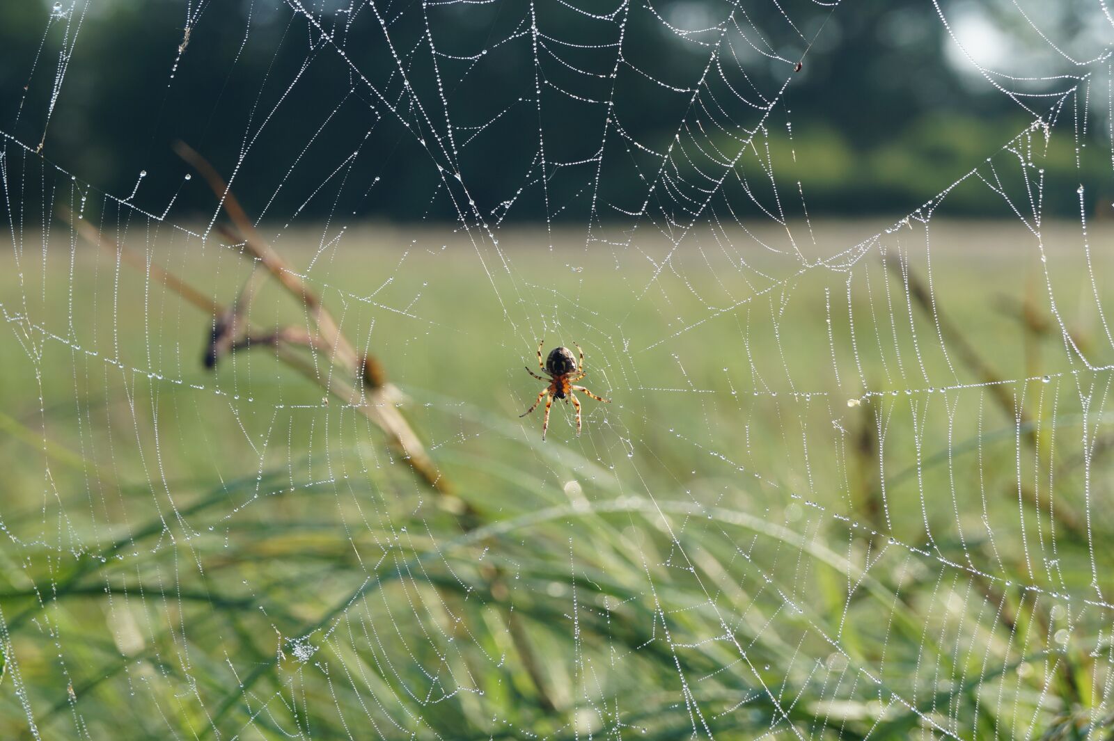 Sony DT 18-55mm F3.5-5.6 SAM II sample photo. Spider, cobweb, nature photography