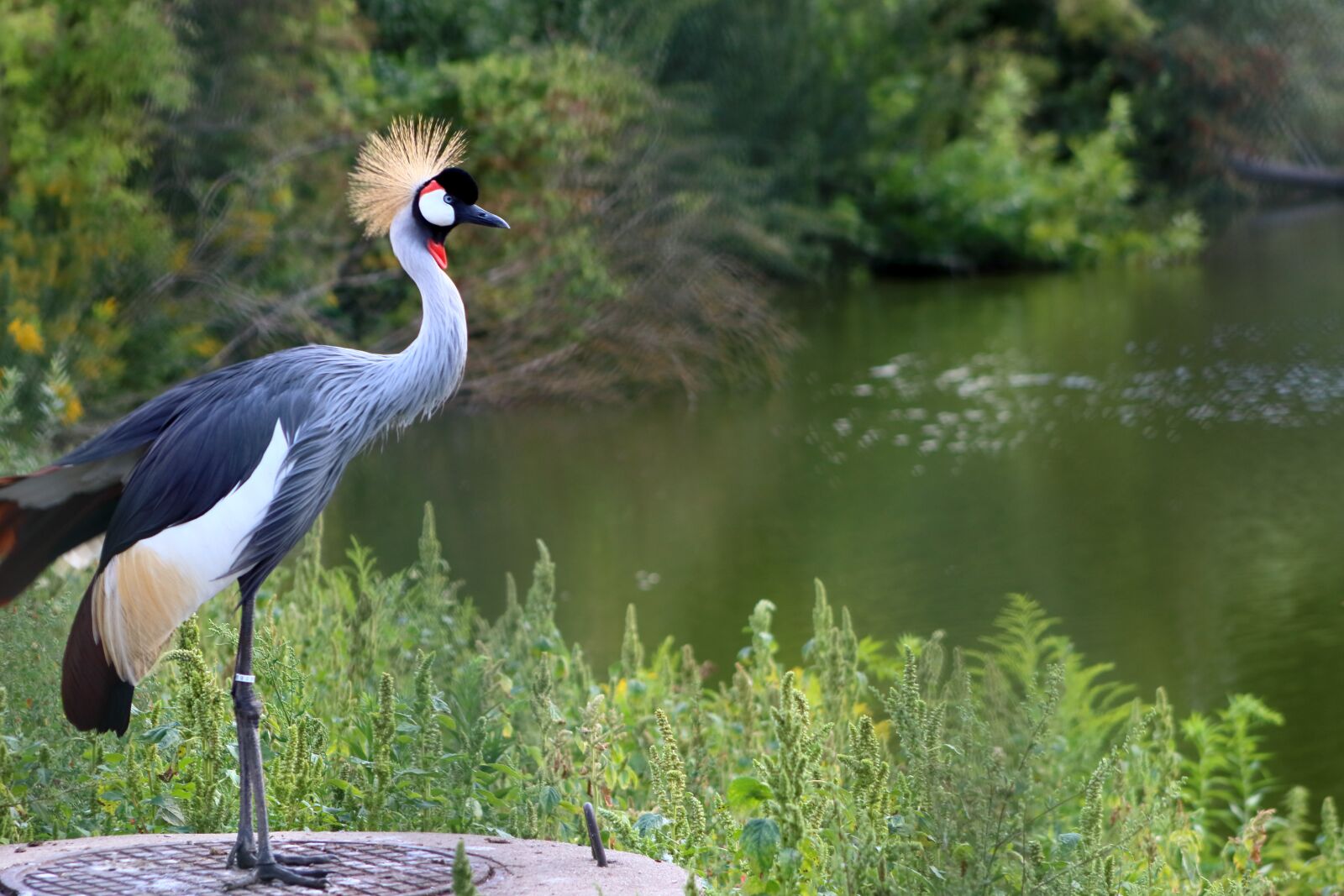 Canon EF75-300mm f/4-5.6 sample photo. Bird, animal, pen photography