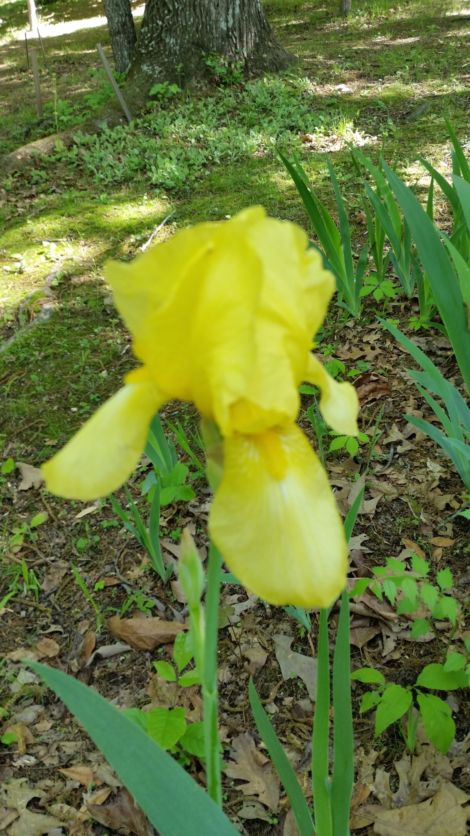 Samsung Galaxy S5 sample photo. Yellow, iris, springtime photography