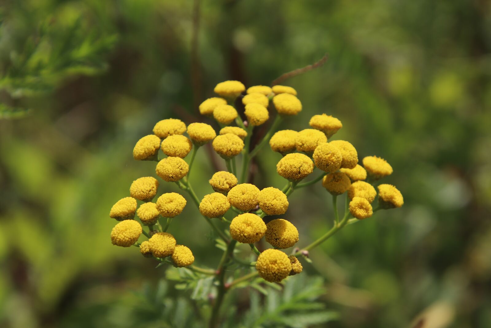 Canon EOS 800D (EOS Rebel T7i / EOS Kiss X9i) sample photo. Fleur des champs, flowers photography