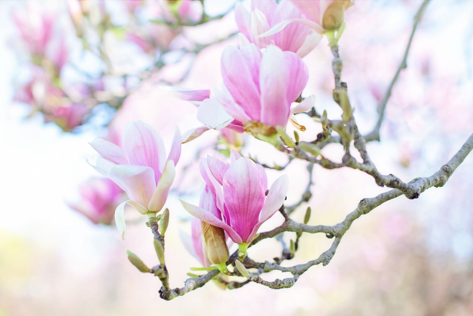 Canon EF 50mm F1.4 USM sample photo. Magnolia, blossoms, blooms photography