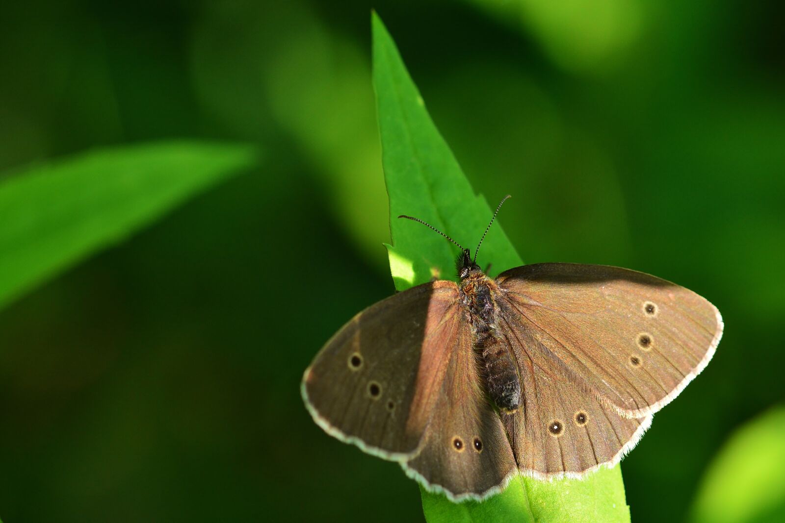 Nikon D5200 sample photo. Brown forest bird, garden photography