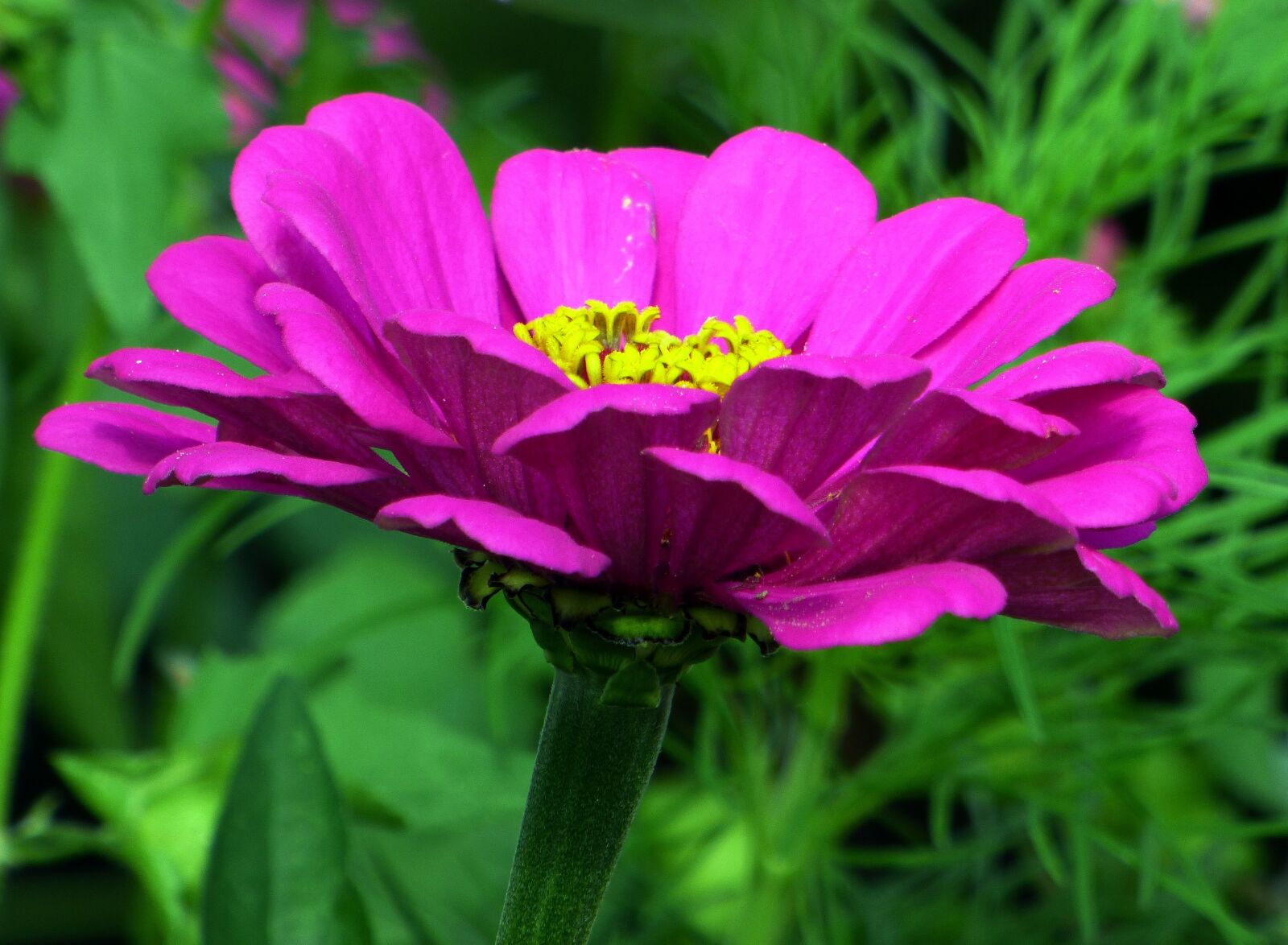 Panasonic DMC-FZ72 sample photo. Flower, garden, pink photography