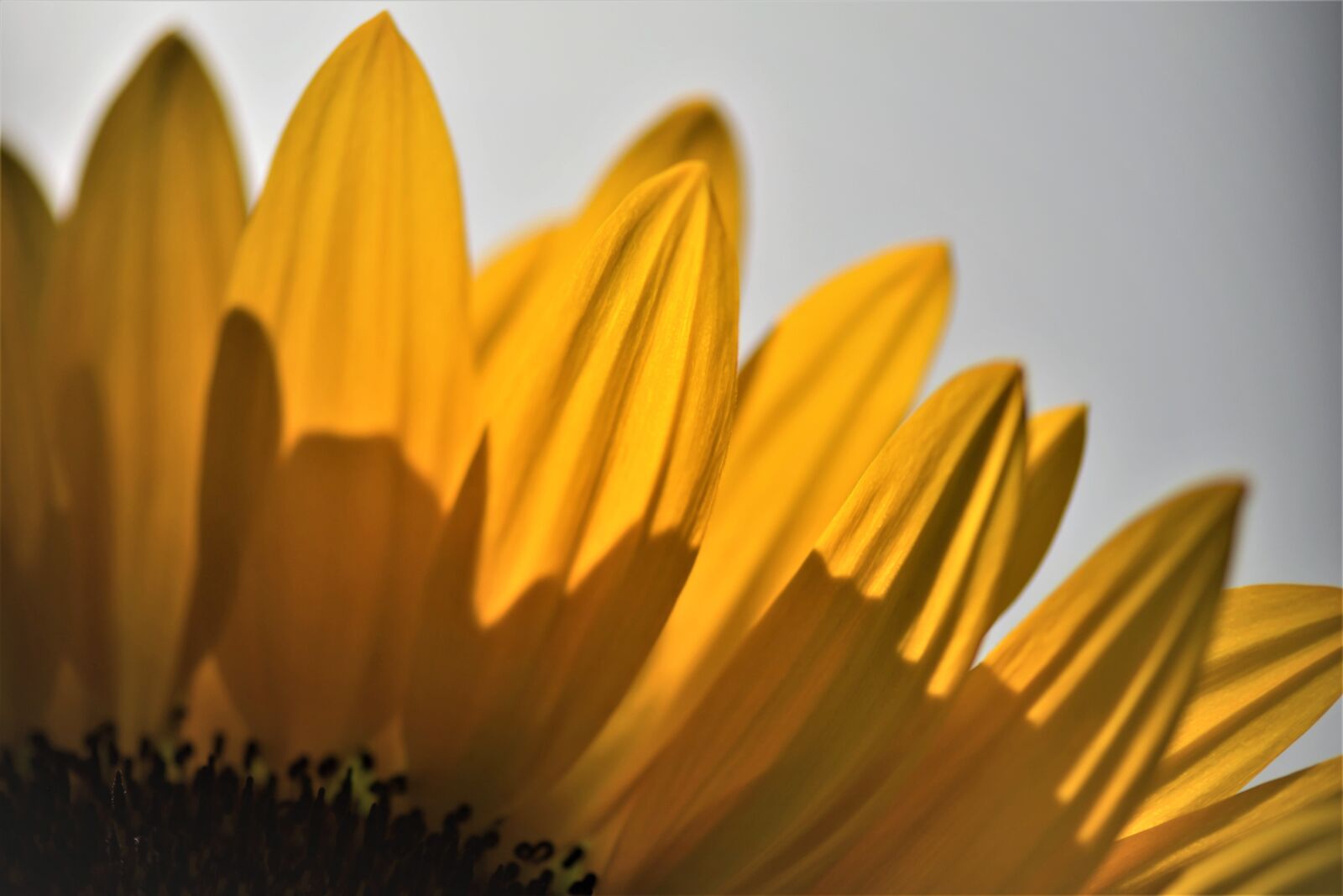 Nikon D5500 sample photo. Sunflower, flower, blossom photography