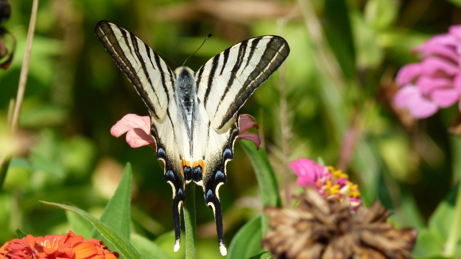 Panasonic Lumix DMC-FZ100 sample photo. Butterfly, flower, nature photography