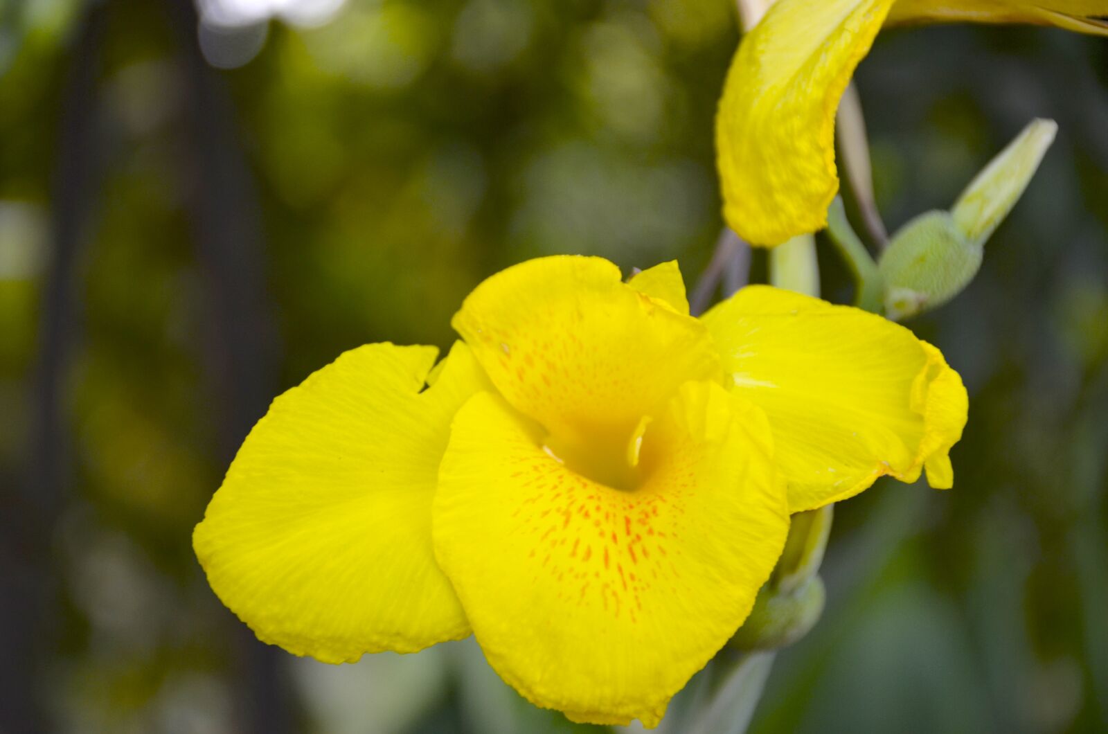 Nikon D7000 sample photo. Yellow flowers, close up photography