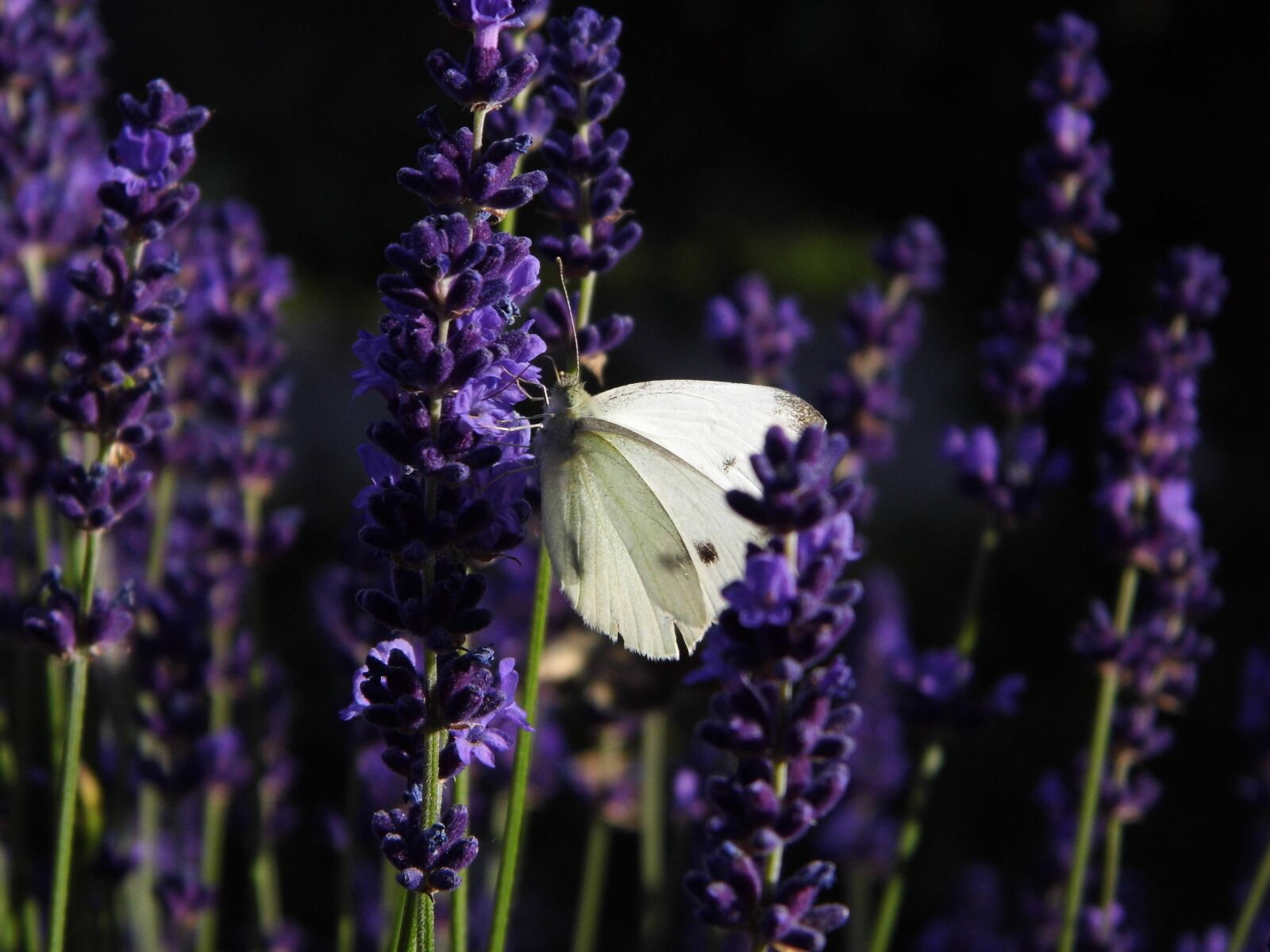 Benq GH600 sample photo. Butterfly, lavender, garden photography