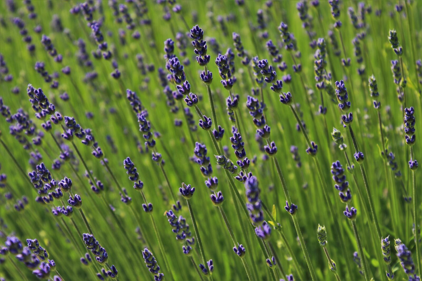 Canon EOS 80D sample photo. Lavender, the smell of photography