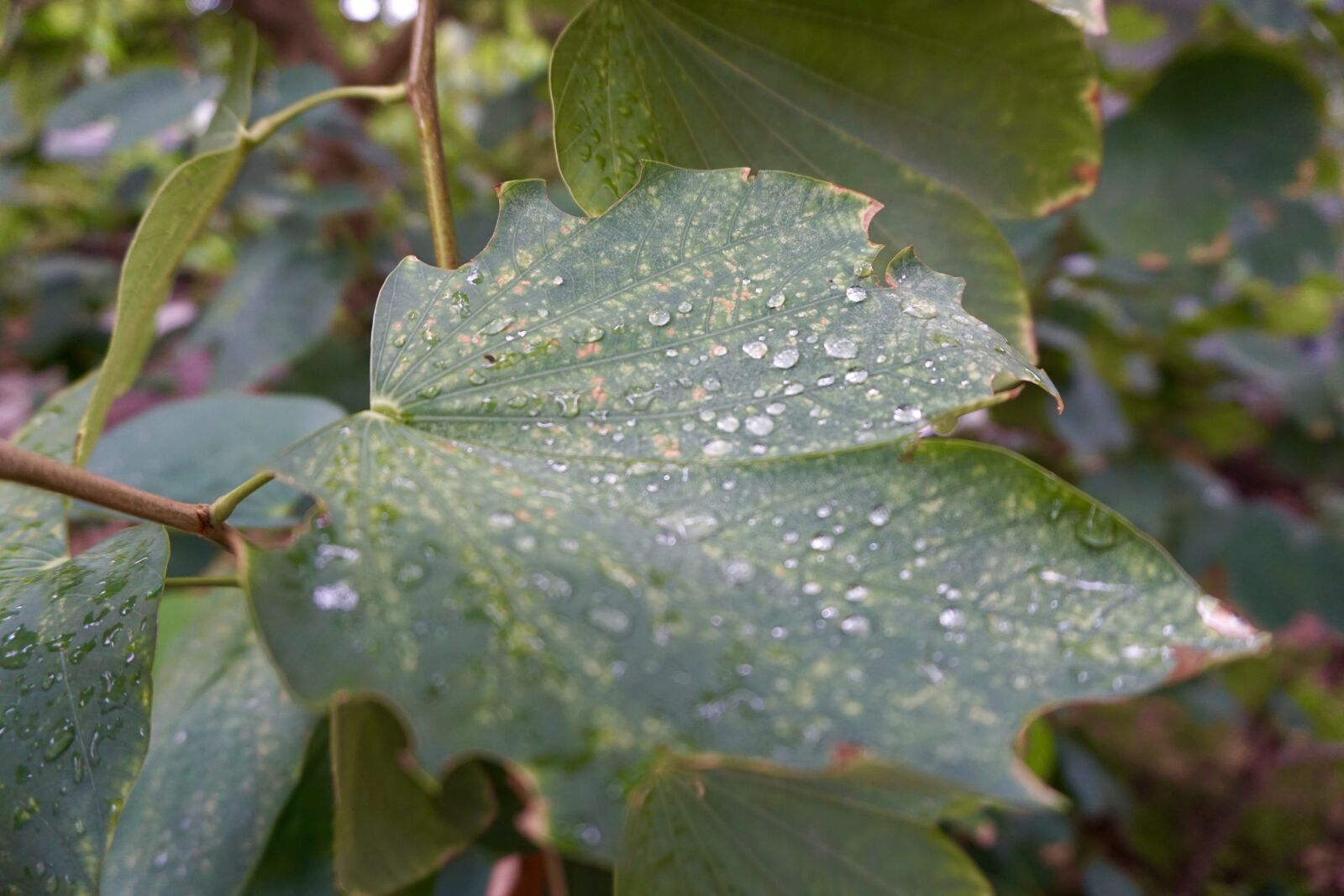 Sony a5100 sample photo. Leaves, rain drop, green photography