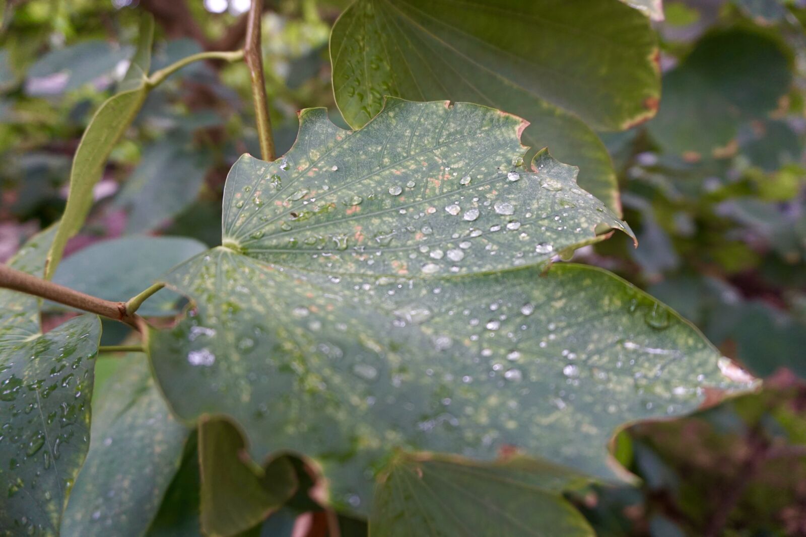 Sony E 16-50mm F3.5-5.6 PZ OSS sample photo. Leaves, rain drop, green photography