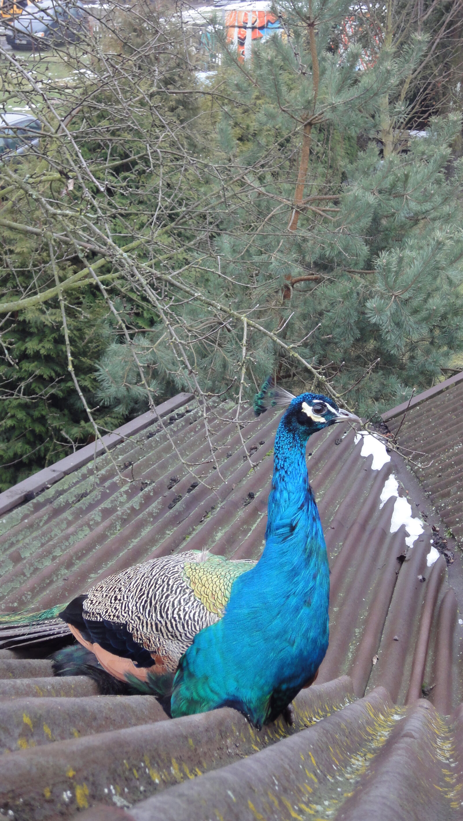 Sony Cyber-shot DSC-WX1 sample photo. Peacock, roof photography