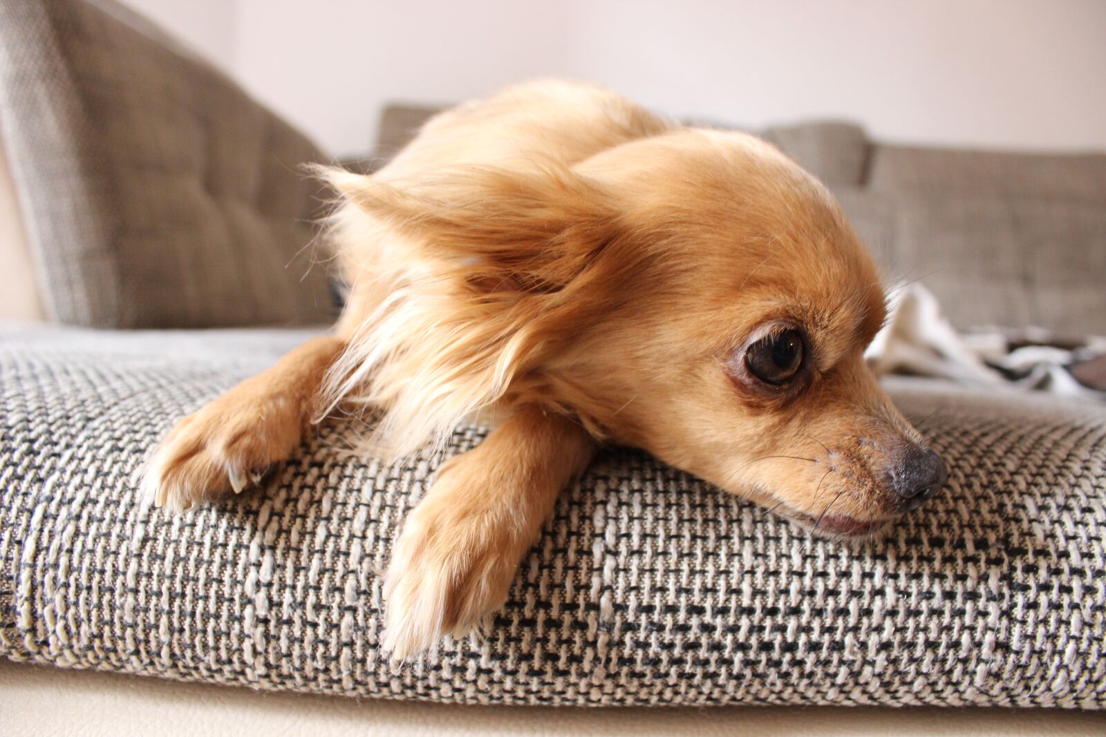 Canon EOS 600D (Rebel EOS T3i / EOS Kiss X5) sample photo. Chihuahua, dog, sofa photography