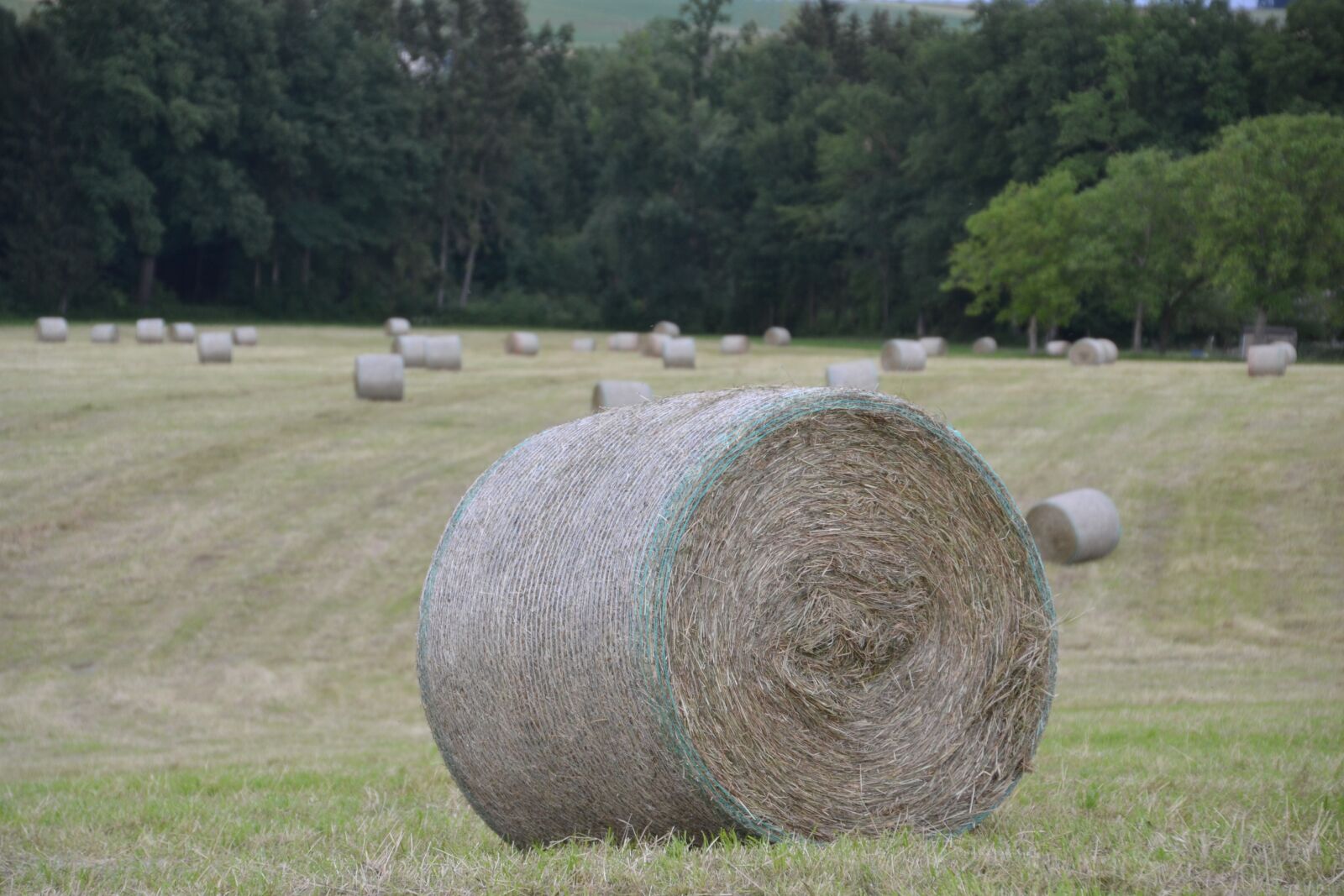 Nikon D3100 sample photo. Harvest, hay bales, pet photography