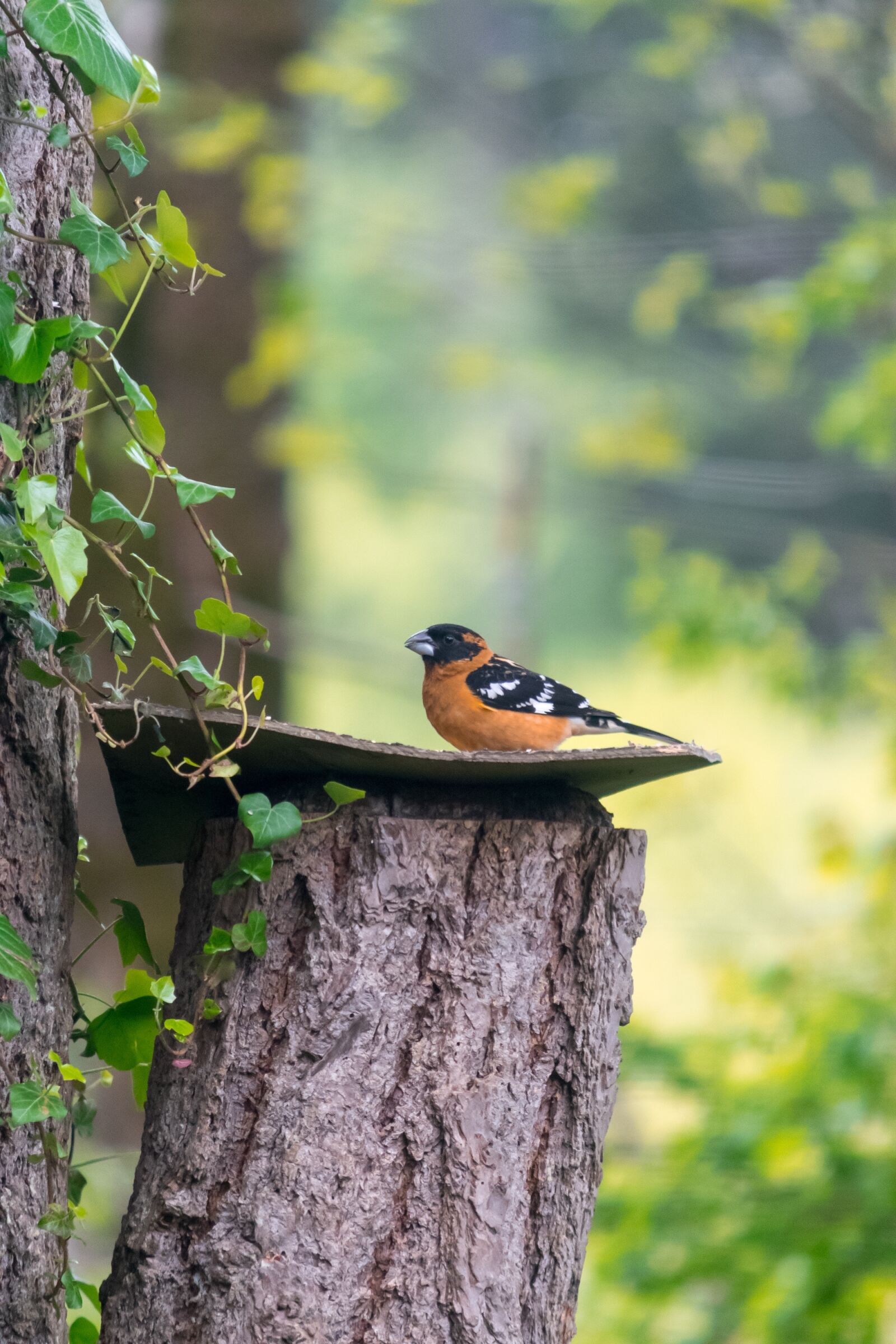 Nikon D3300 sample photo. Nature, bird, outdoors photography