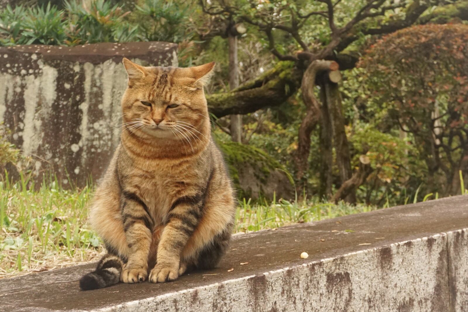 Sony E 16-50mm F3.5-5.6 PZ OSS sample photo. Cat, sad cat, animal photography