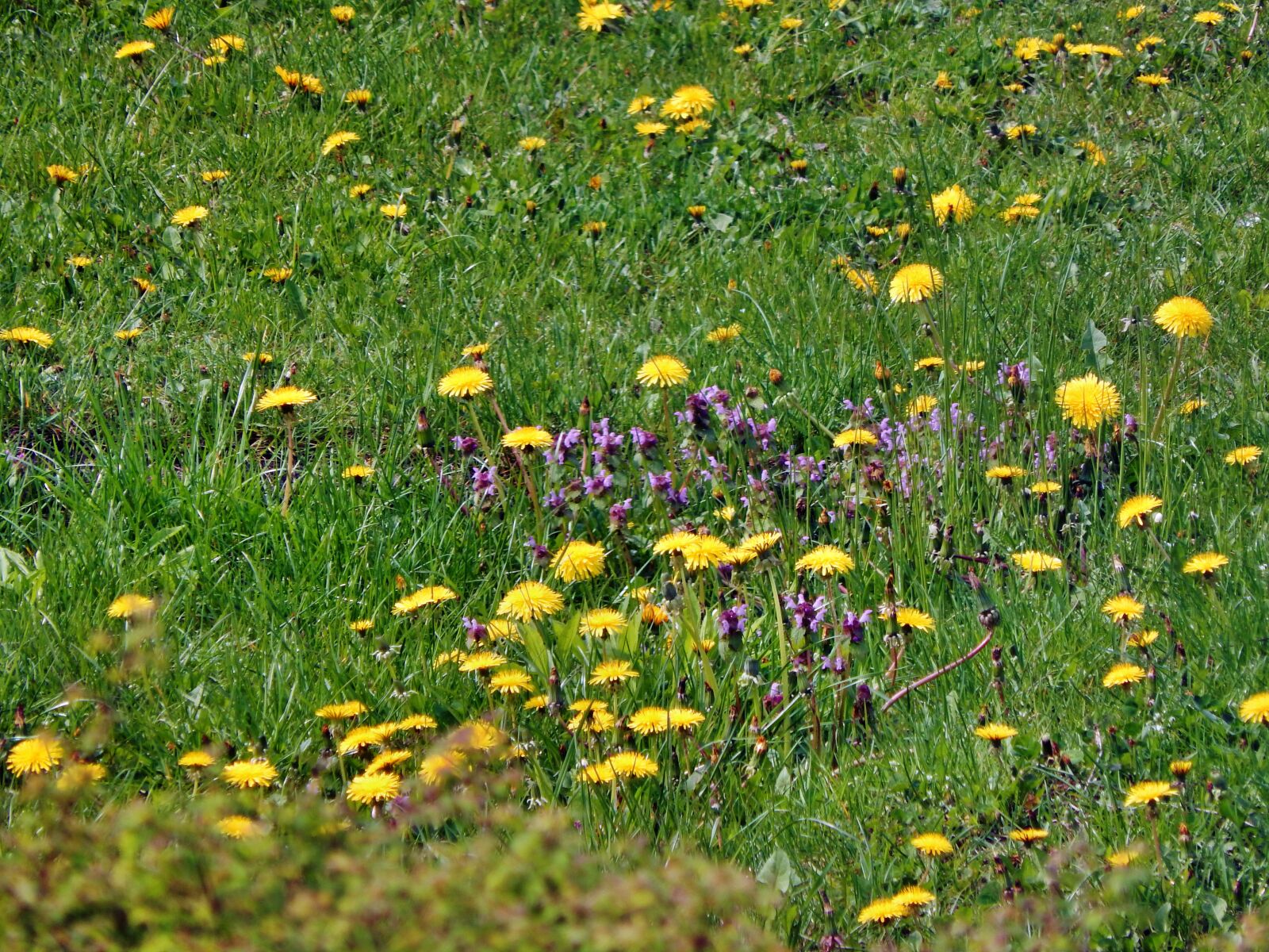 Nikon Coolpix L820 sample photo. Meadow, flowers, plants photography