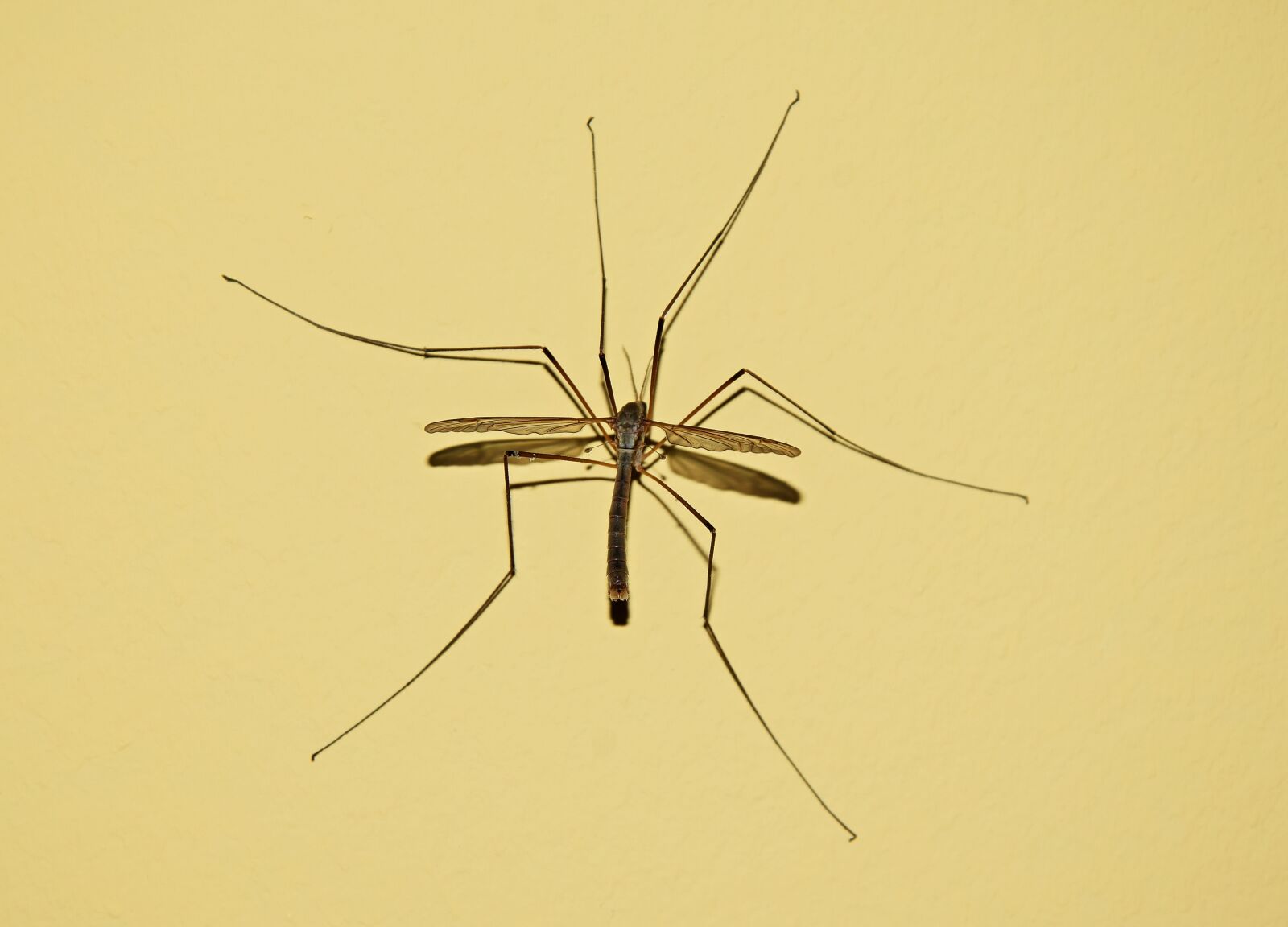 Nikon D5300 sample photo. Komar, insect, blood photography