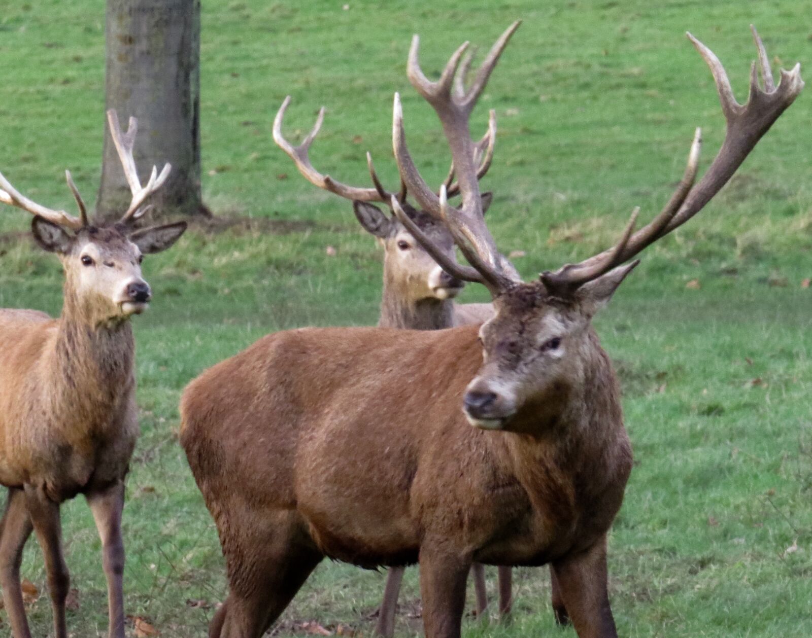 Canon PowerShot SX50 HS sample photo. Antlers, deer, nature photography