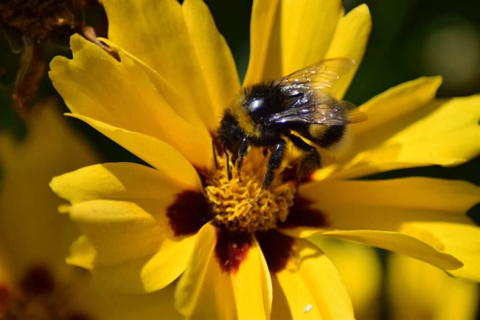 Nikon D5300 sample photo. Hummel, fictional, bombus terrestris photography