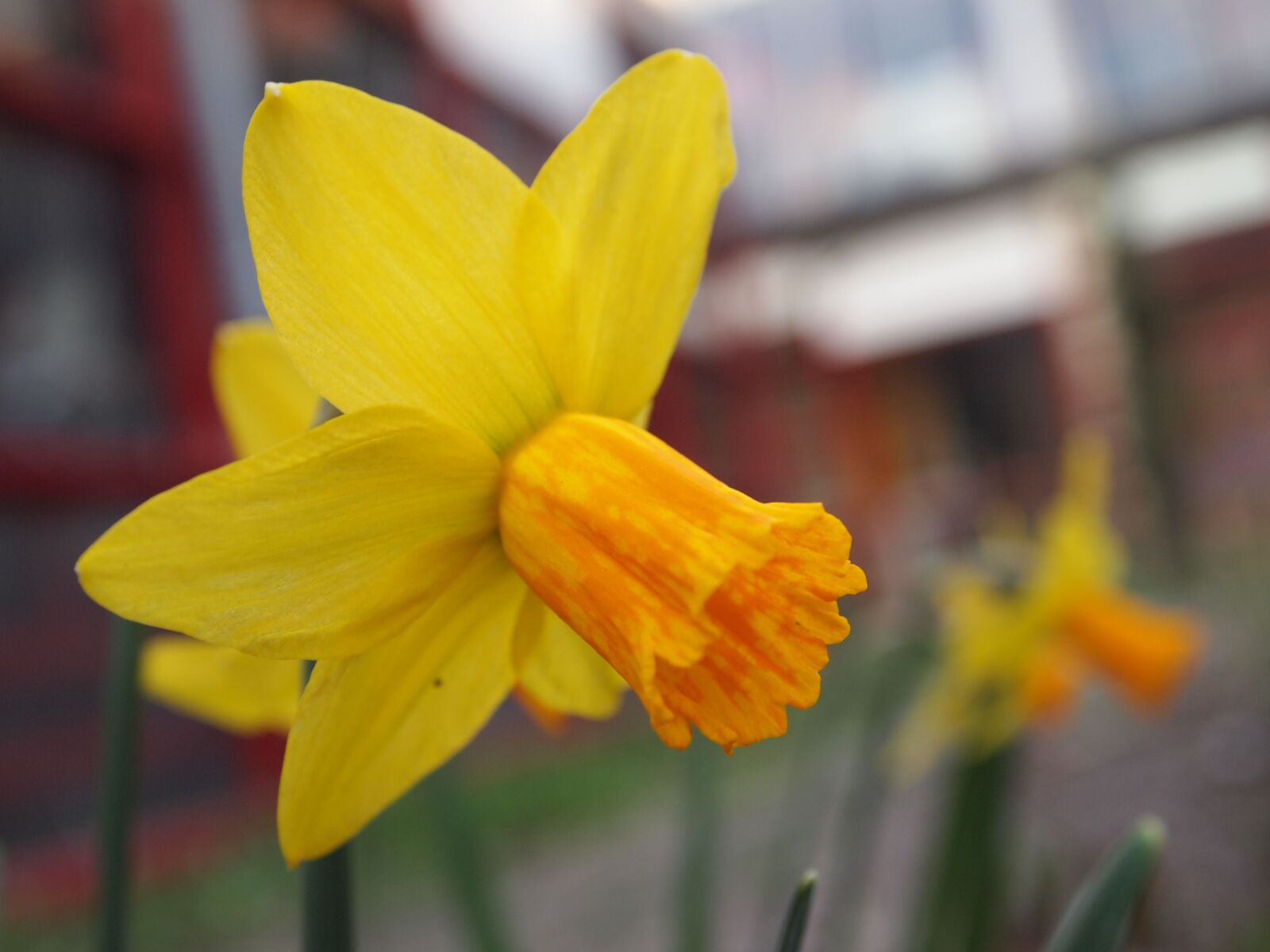 Olympus PEN E-PL1 sample photo. Flower, yellow, orange photography